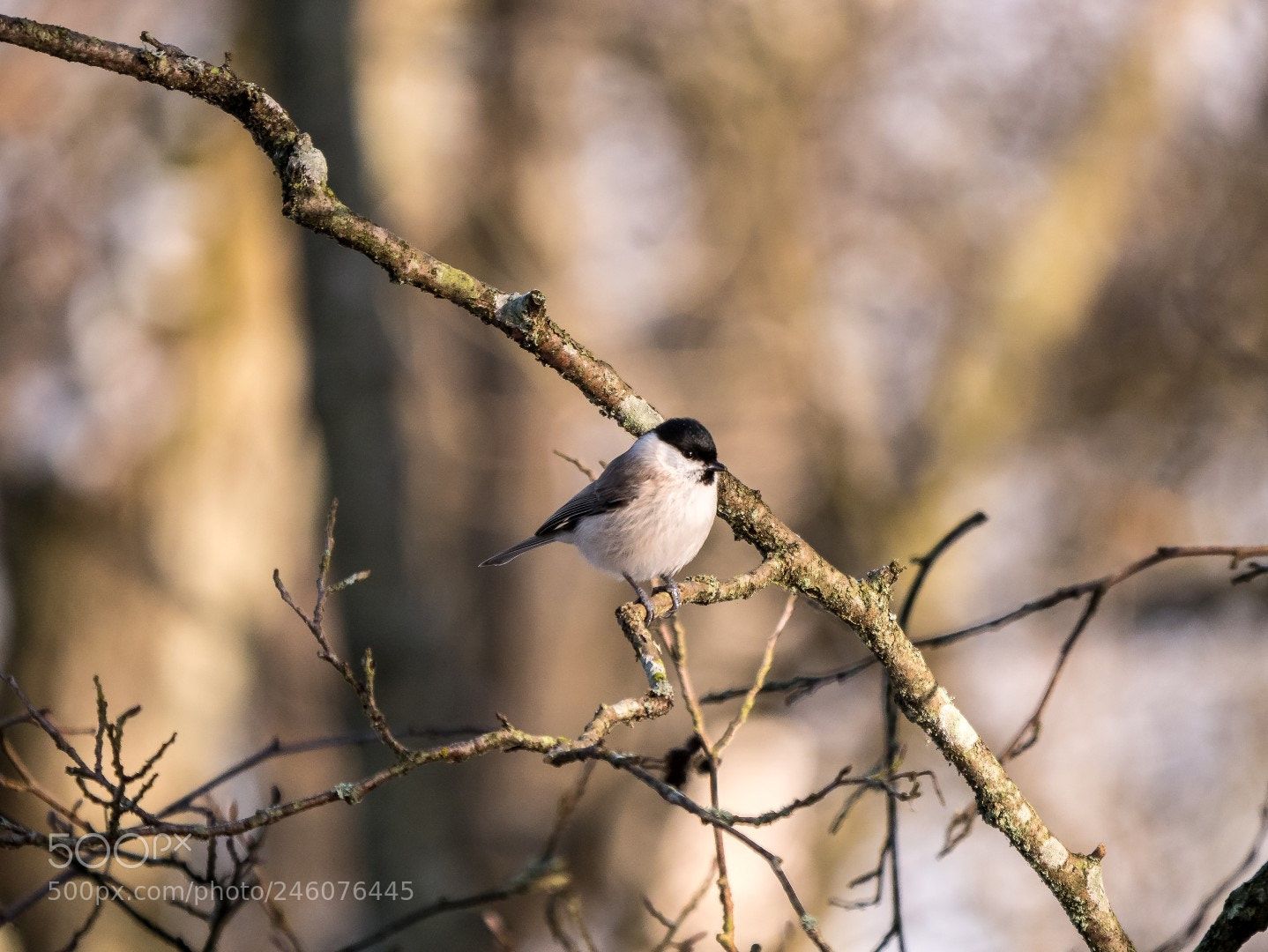 Panasonic Lumix DMC-GX85 (Lumix DMC-GX80 / Lumix DMC-GX7 Mark II) sample photo. Parus palustris (marsh tit) photography