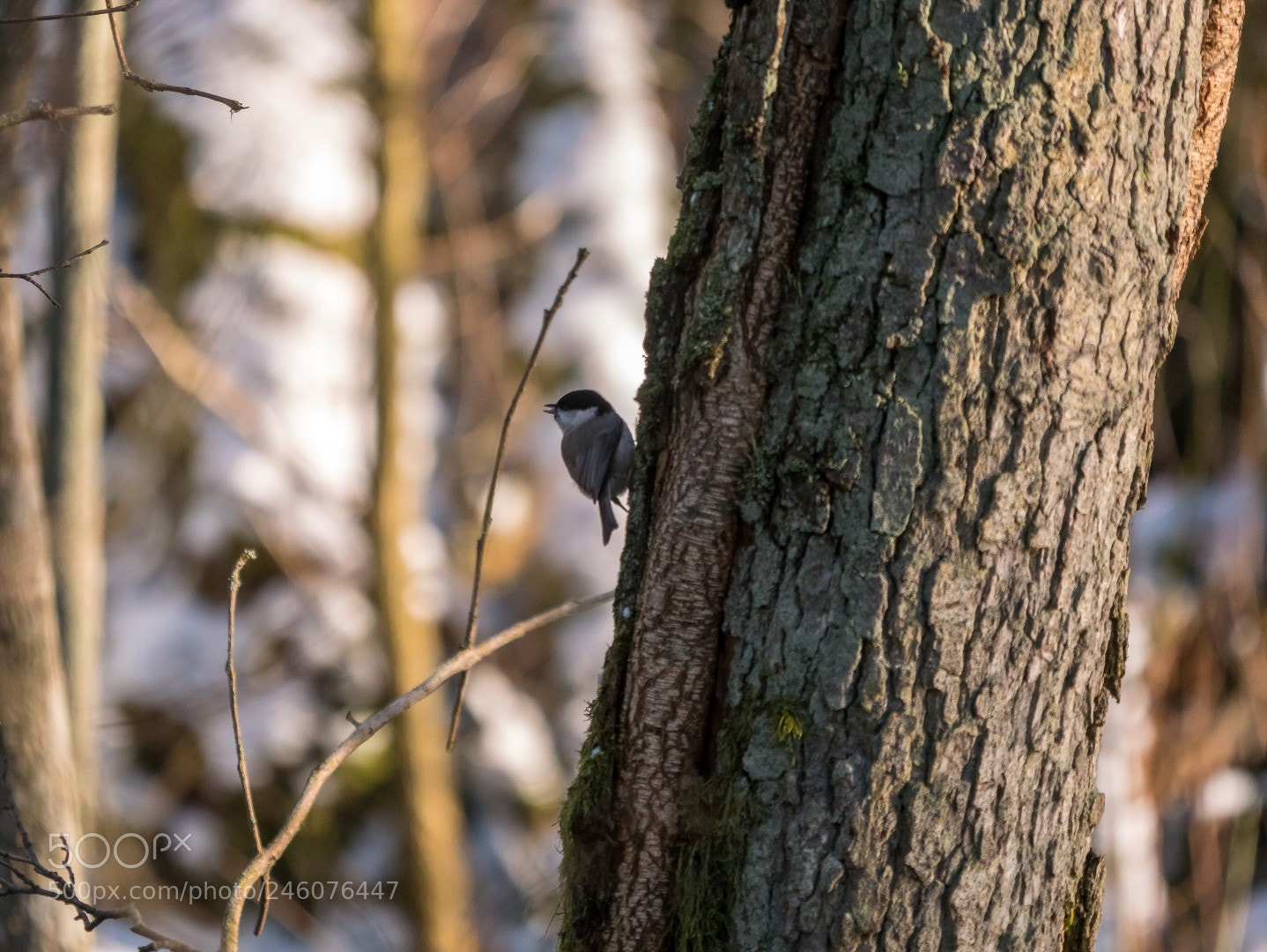 Panasonic Lumix DMC-GX85 (Lumix DMC-GX80 / Lumix DMC-GX7 Mark II) sample photo. Parus palustris (marsh tit) photography