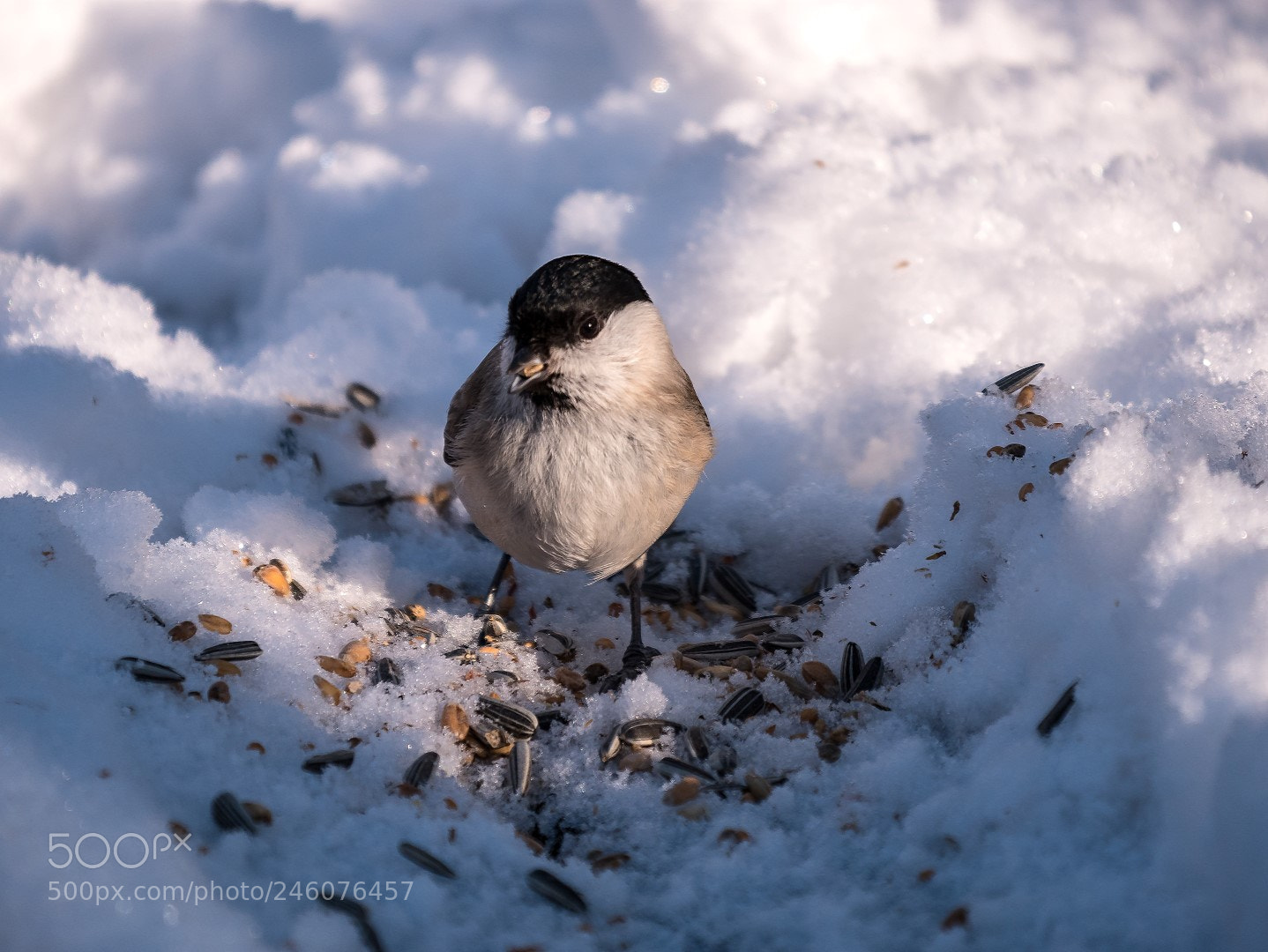 Panasonic Lumix DMC-GX85 (Lumix DMC-GX80 / Lumix DMC-GX7 Mark II) sample photo. Parus palustris (marsh tit) photography