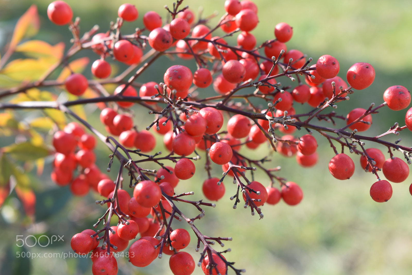 Nikon D3400 sample photo. Heteromeles photography