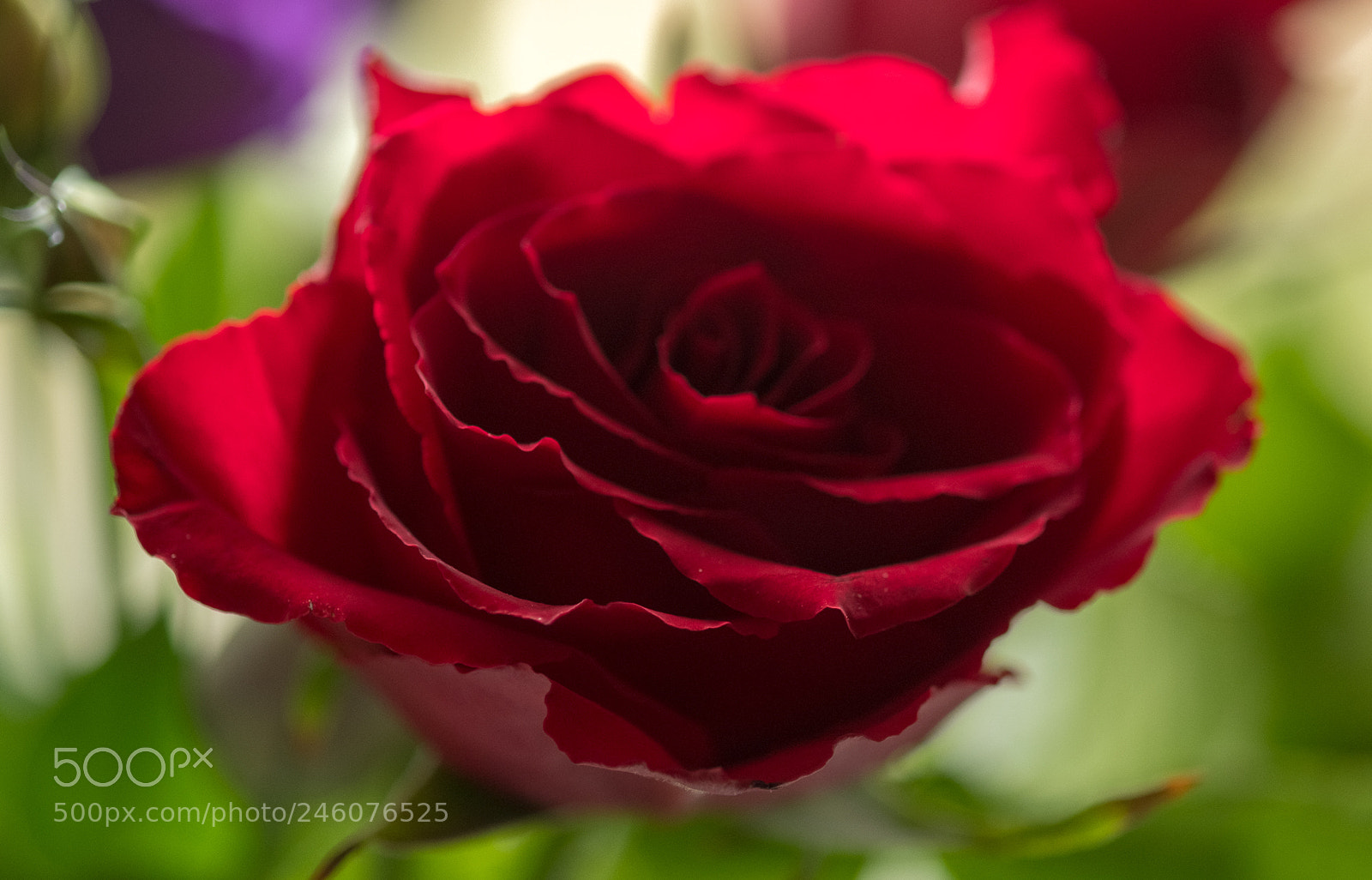 Fujifilm X-T2 sample photo. Valentine's rose photography