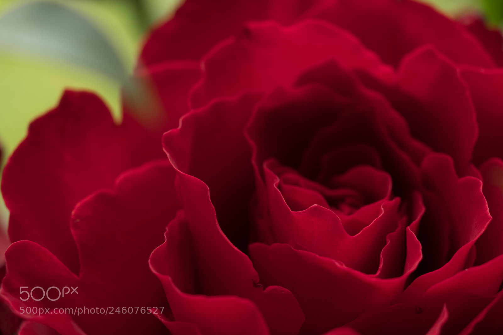Fujifilm X-T2 sample photo. Red rose photography