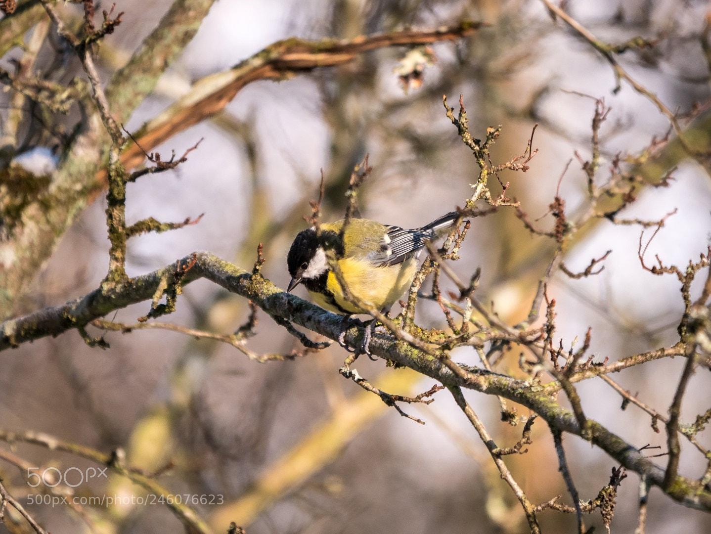 Panasonic Lumix DMC-GX85 (Lumix DMC-GX80 / Lumix DMC-GX7 Mark II) sample photo. Parus major photography