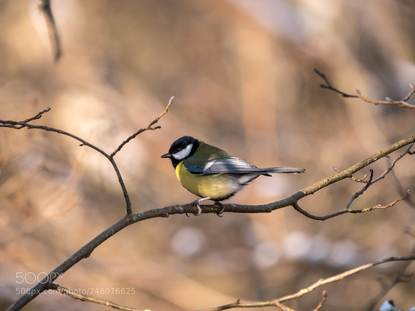 Panasonic Lumix DMC-GX85 (Lumix DMC-GX80 / Lumix DMC-GX7 Mark II) sample photo. Parus major photography