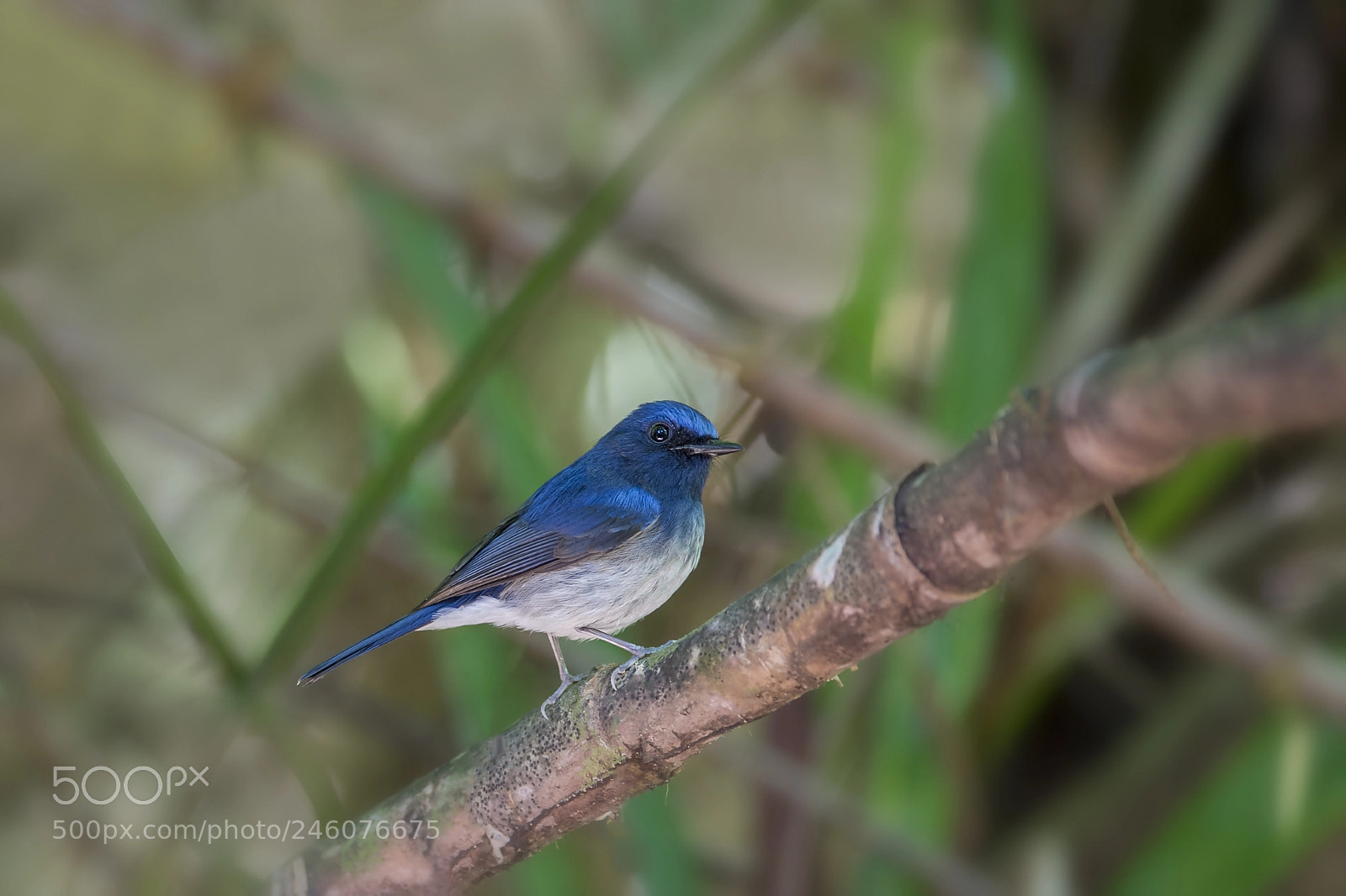 Nikon D4 sample photo. Hainan blue flycatcher (m) photography