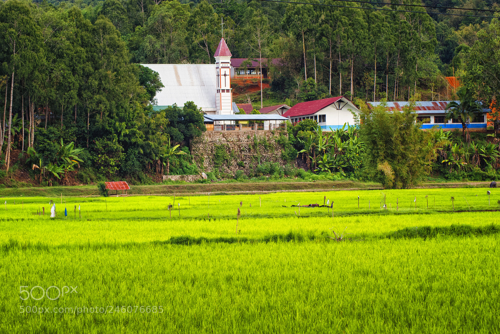 Sony Alpha DSLR-A200 sample photo. Church and paddy fields photography