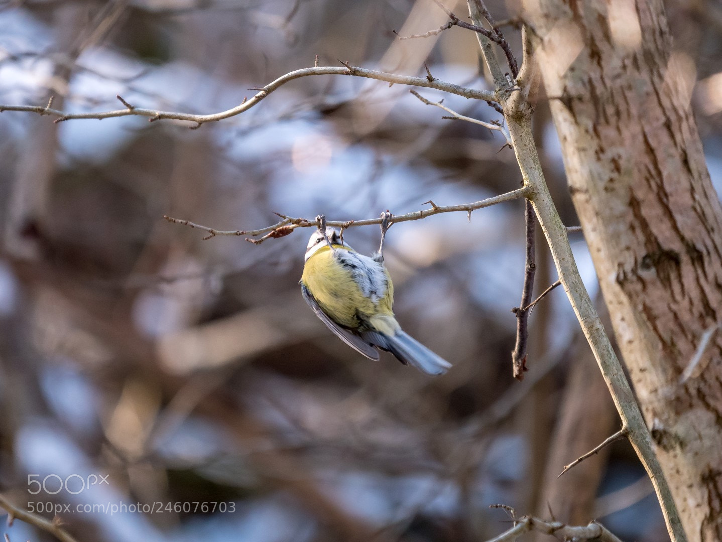 Panasonic Lumix DMC-GX85 (Lumix DMC-GX80 / Lumix DMC-GX7 Mark II) sample photo. Parus caeruleus photography