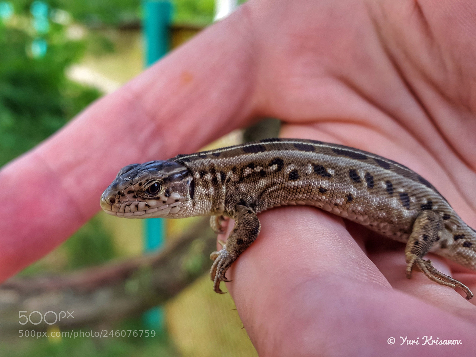 Samsung Galaxy Alpha sample photo. Little lizard on my photography