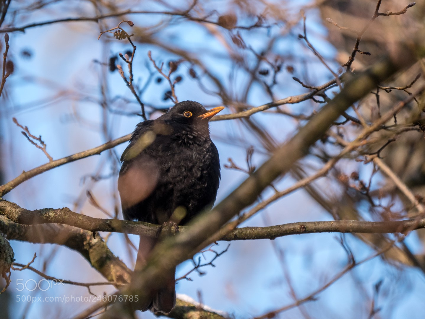 Panasonic Lumix DMC-GX85 (Lumix DMC-GX80 / Lumix DMC-GX7 Mark II) sample photo. Tordus merula photography