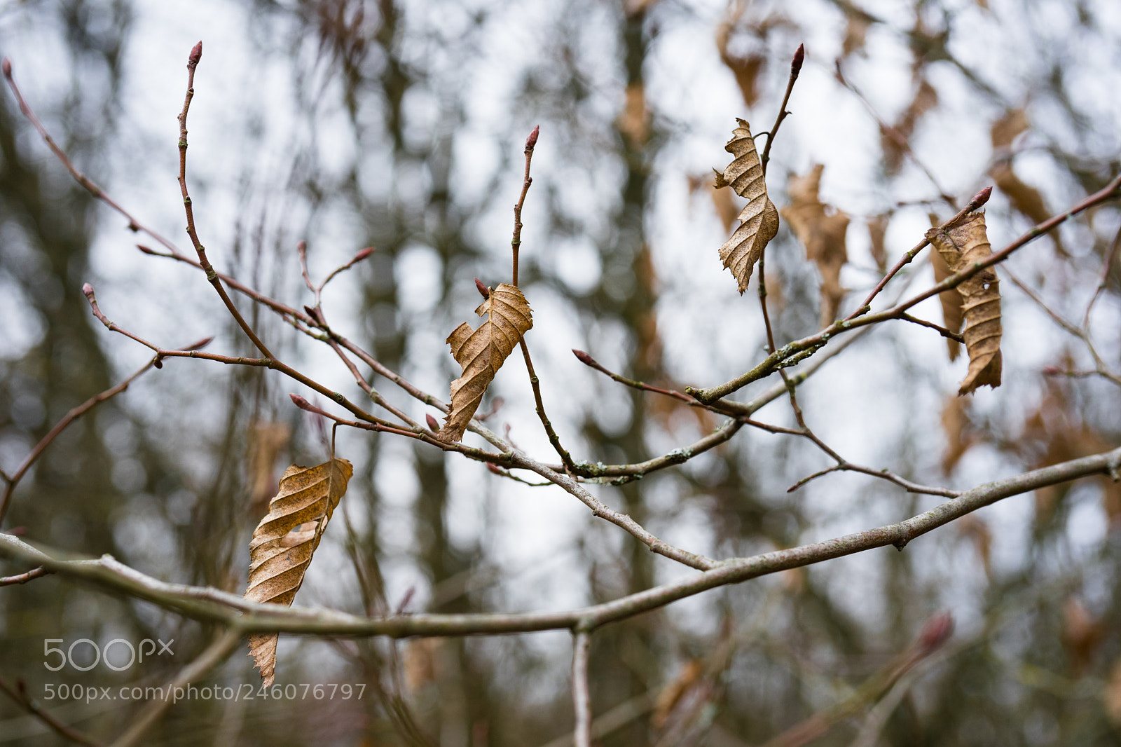 Sony a7 II sample photo. Withered leaves in winter photography