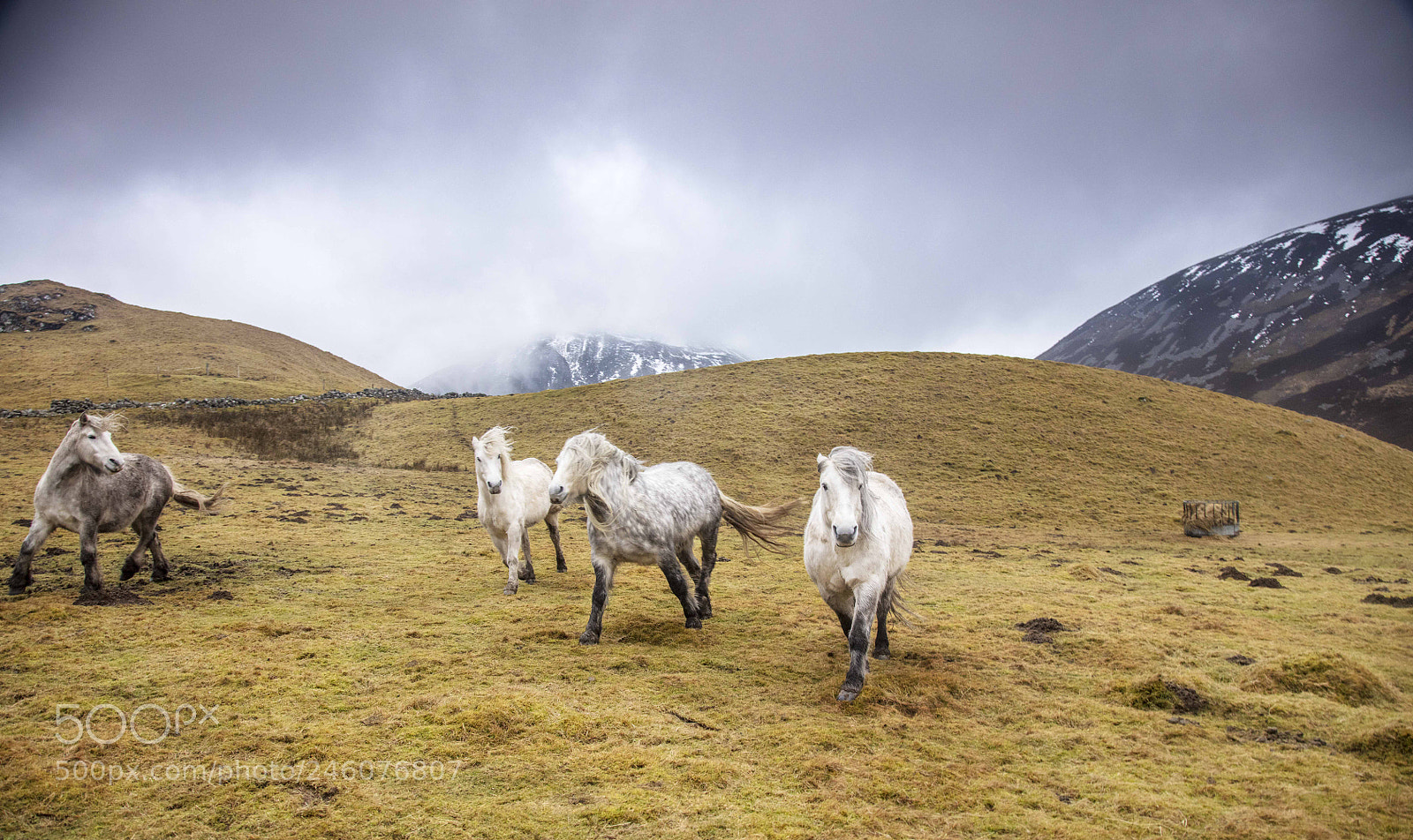 Canon EOS 5DS sample photo. Run them wild photography
