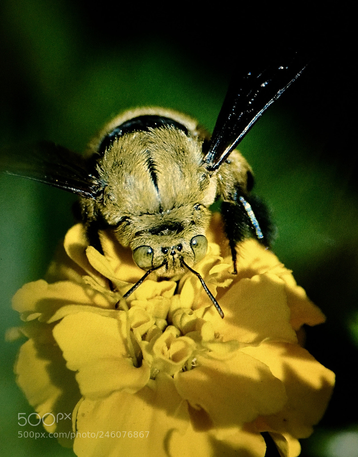 Apple iPhone 6s sample photo. Bumble bee photography
