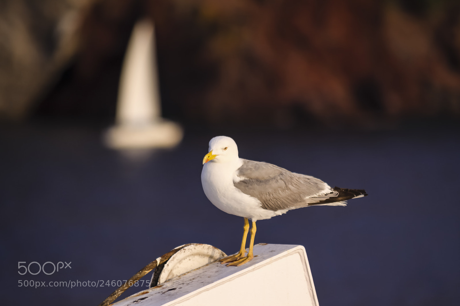 Canon EOS 50D sample photo. Seagull & sailing boat photography