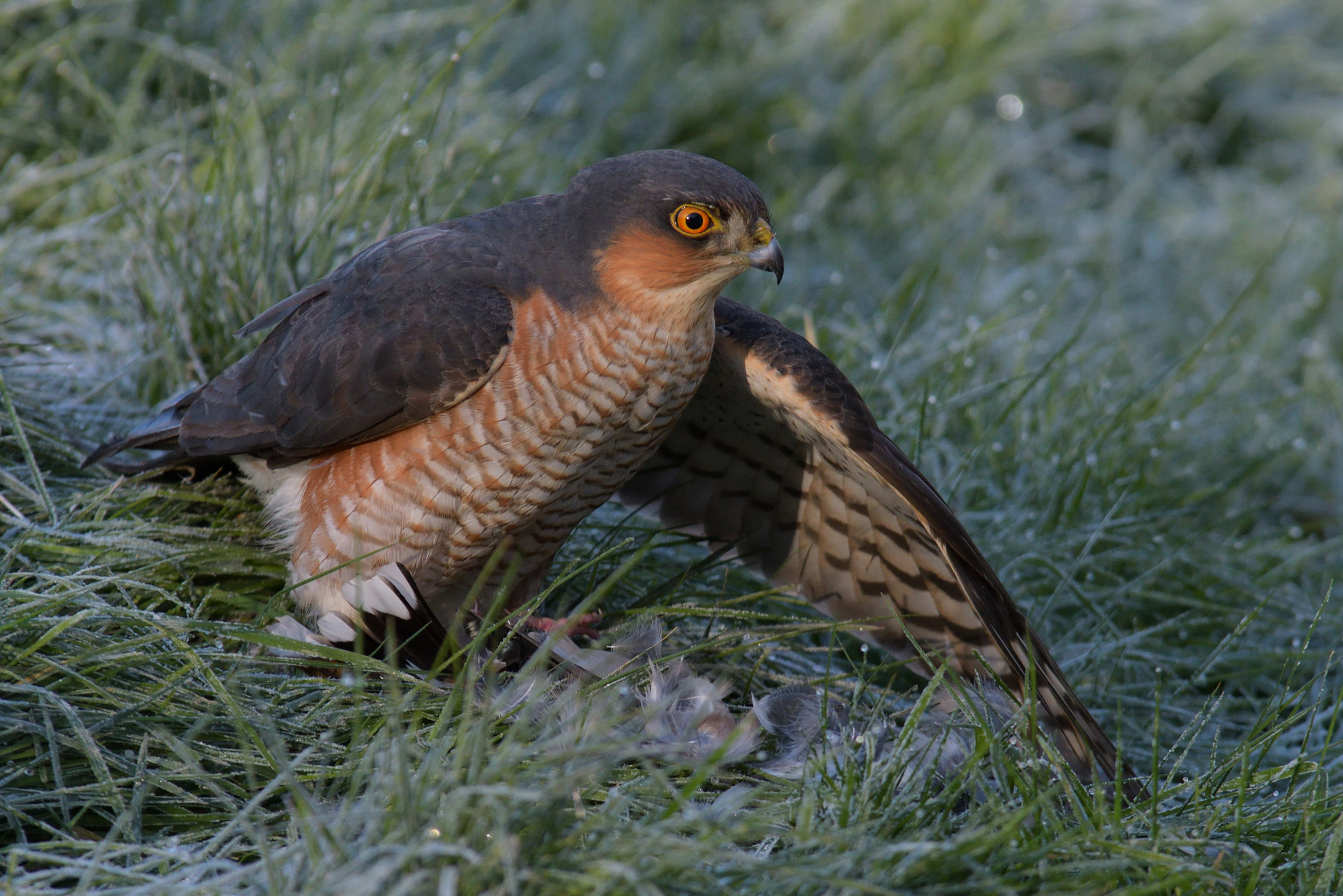 Nikon D500 sample photo. Accipiter nisus, épervier d'europe photography