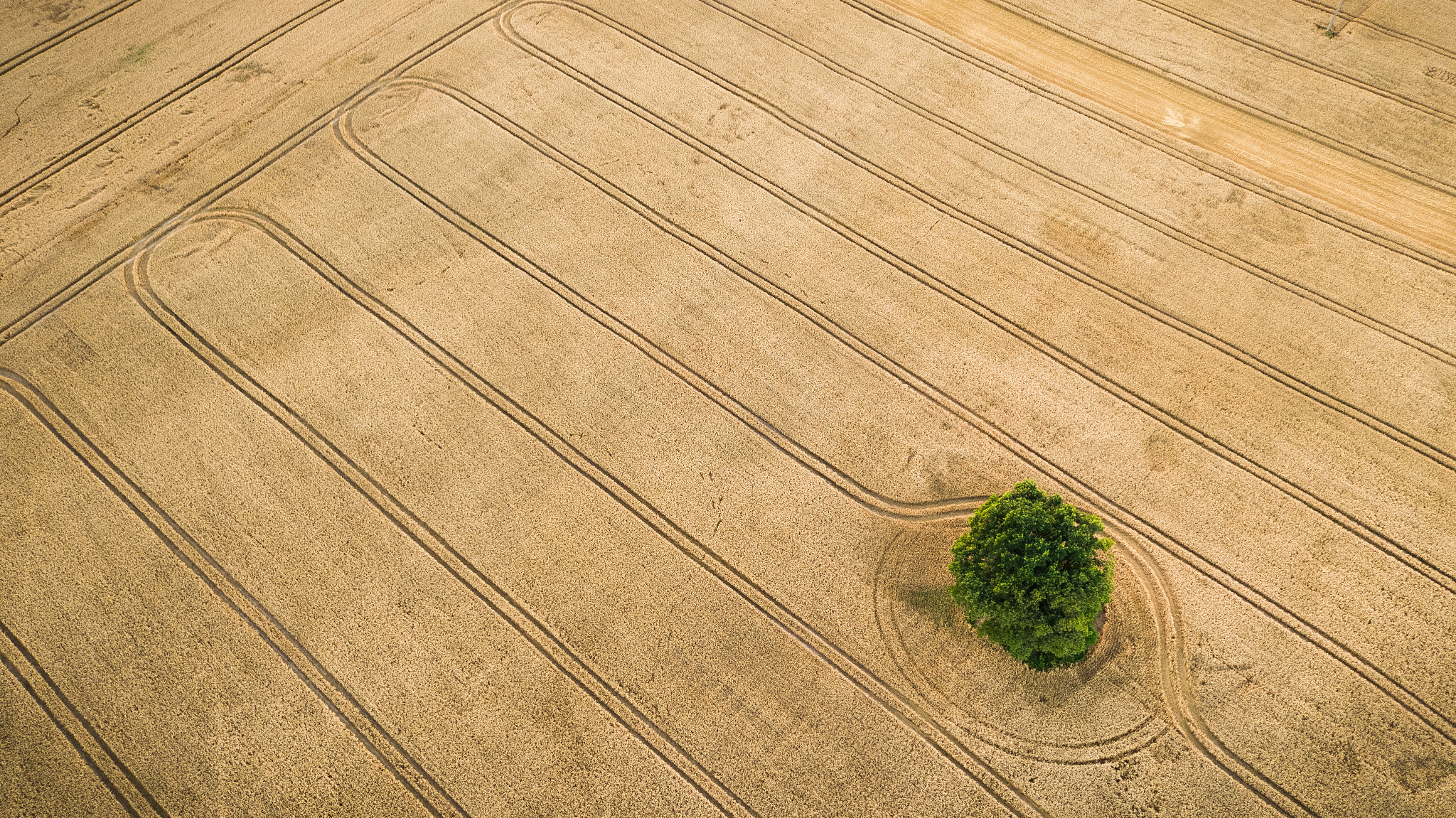 DJI FC6520 sample photo. Field bouncer photography