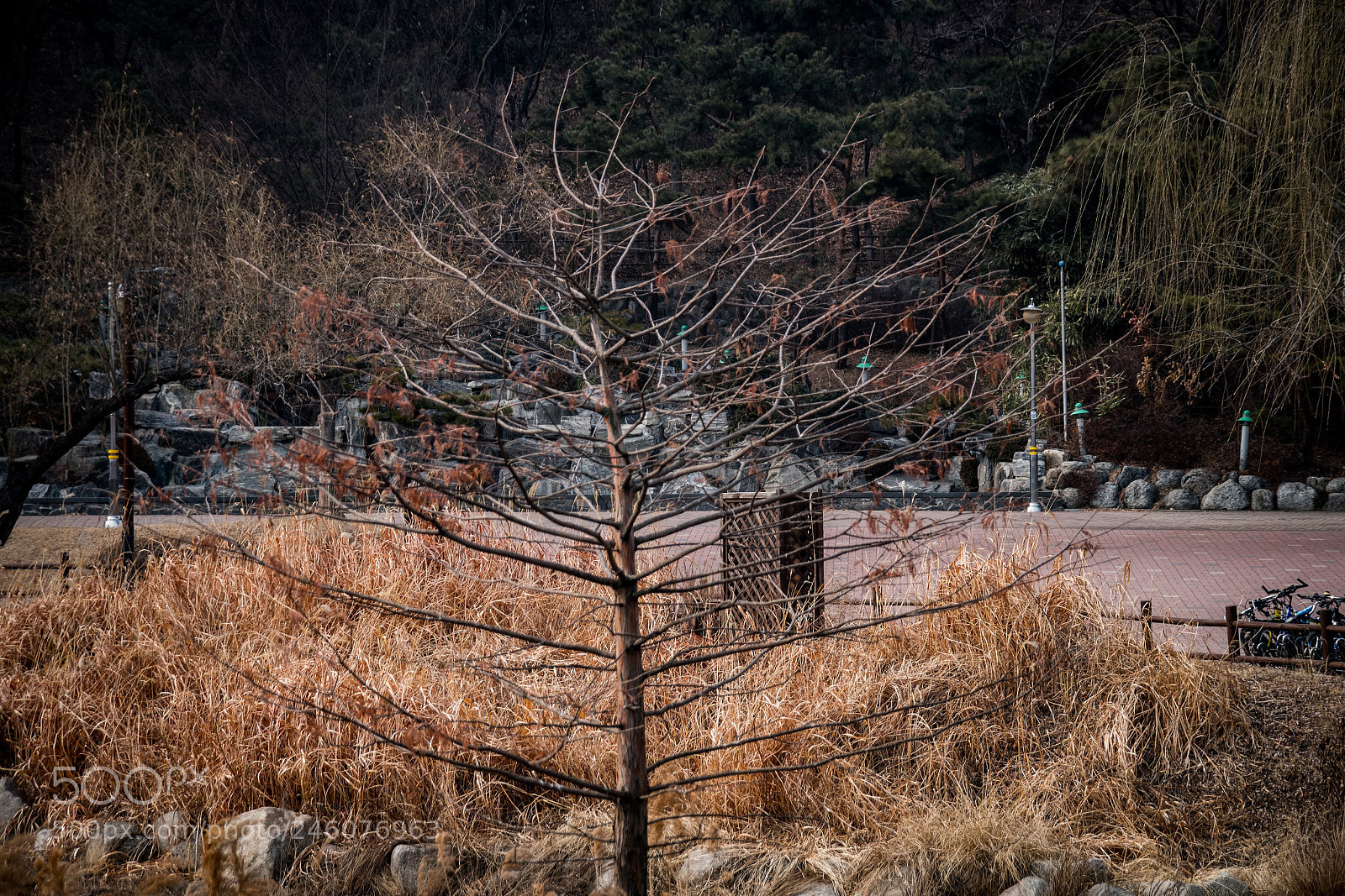 Pentax K-S2 sample photo. Boramae park photography