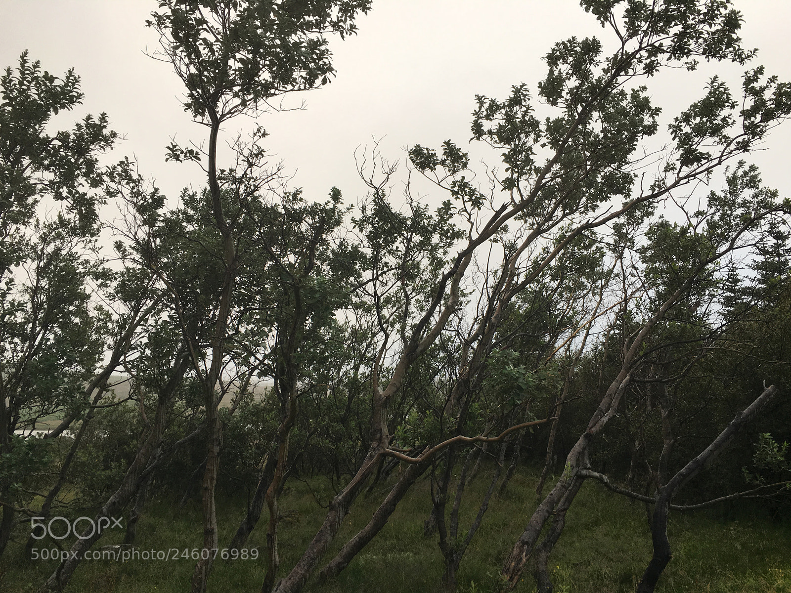 Apple iPhone 6s sample photo. By the lake, stj photography