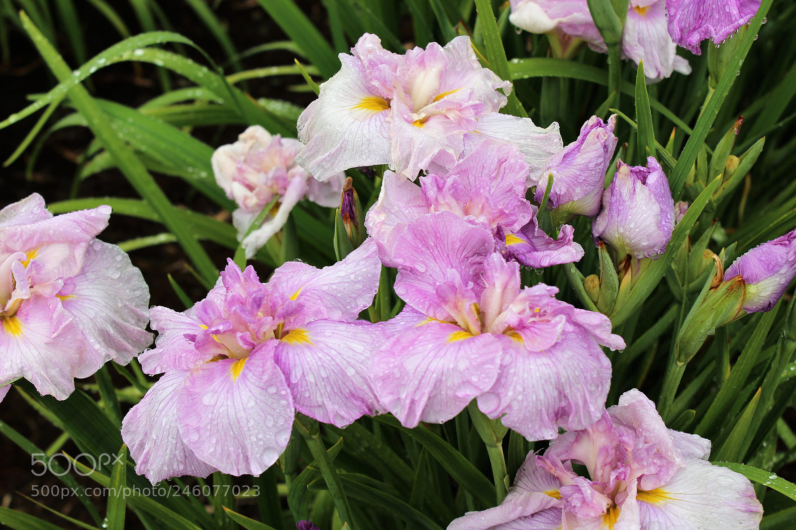 Canon EOS 1200D (EOS Rebel T5 / EOS Kiss X70 / EOS Hi) sample photo. Pink iris photography