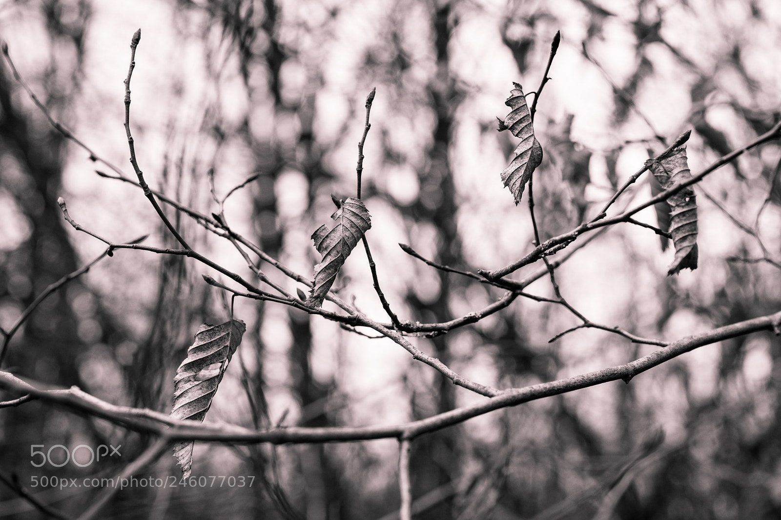 Sony a7 II sample photo. Withered leaves in winter photography