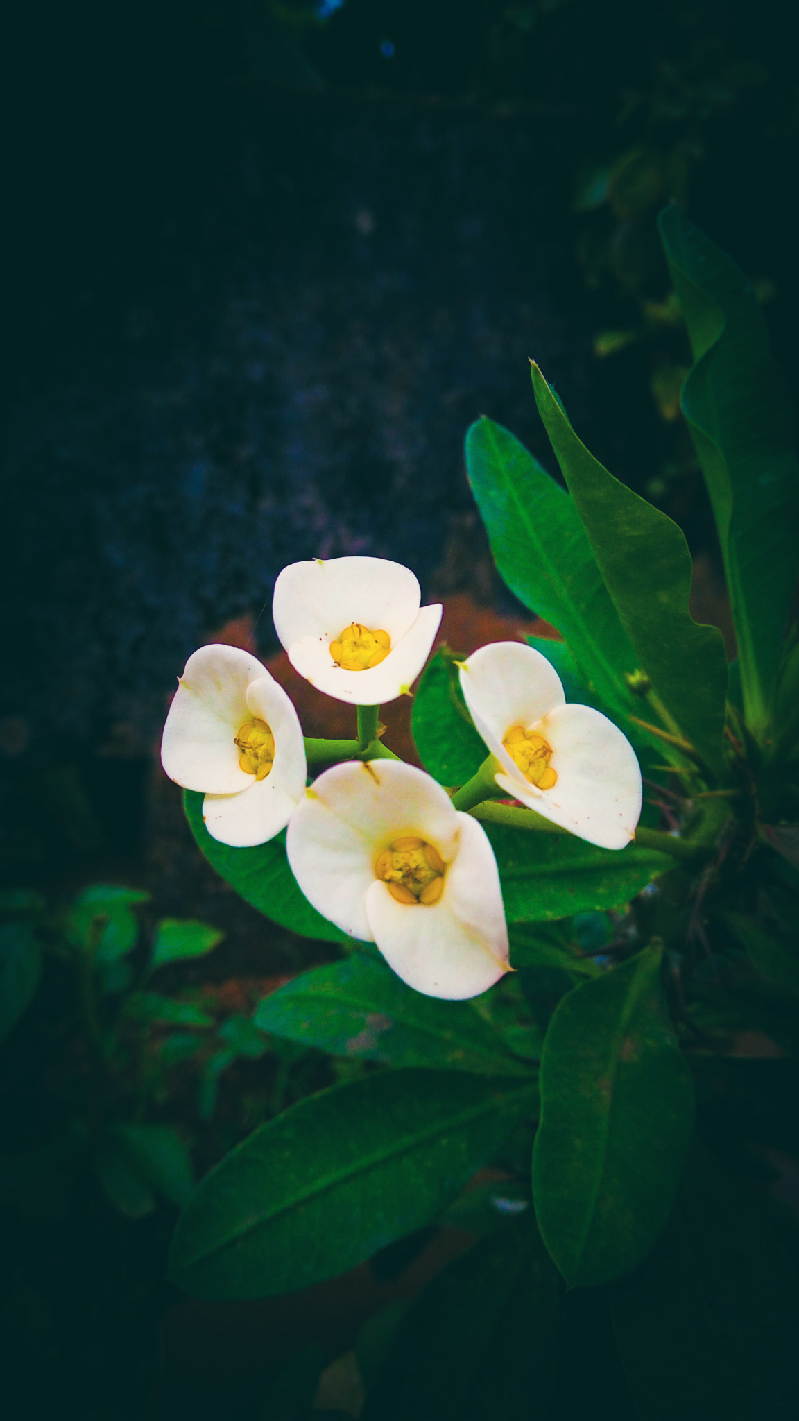 Lenovo VIBE X3 LITE sample photo. Wallpaper photography