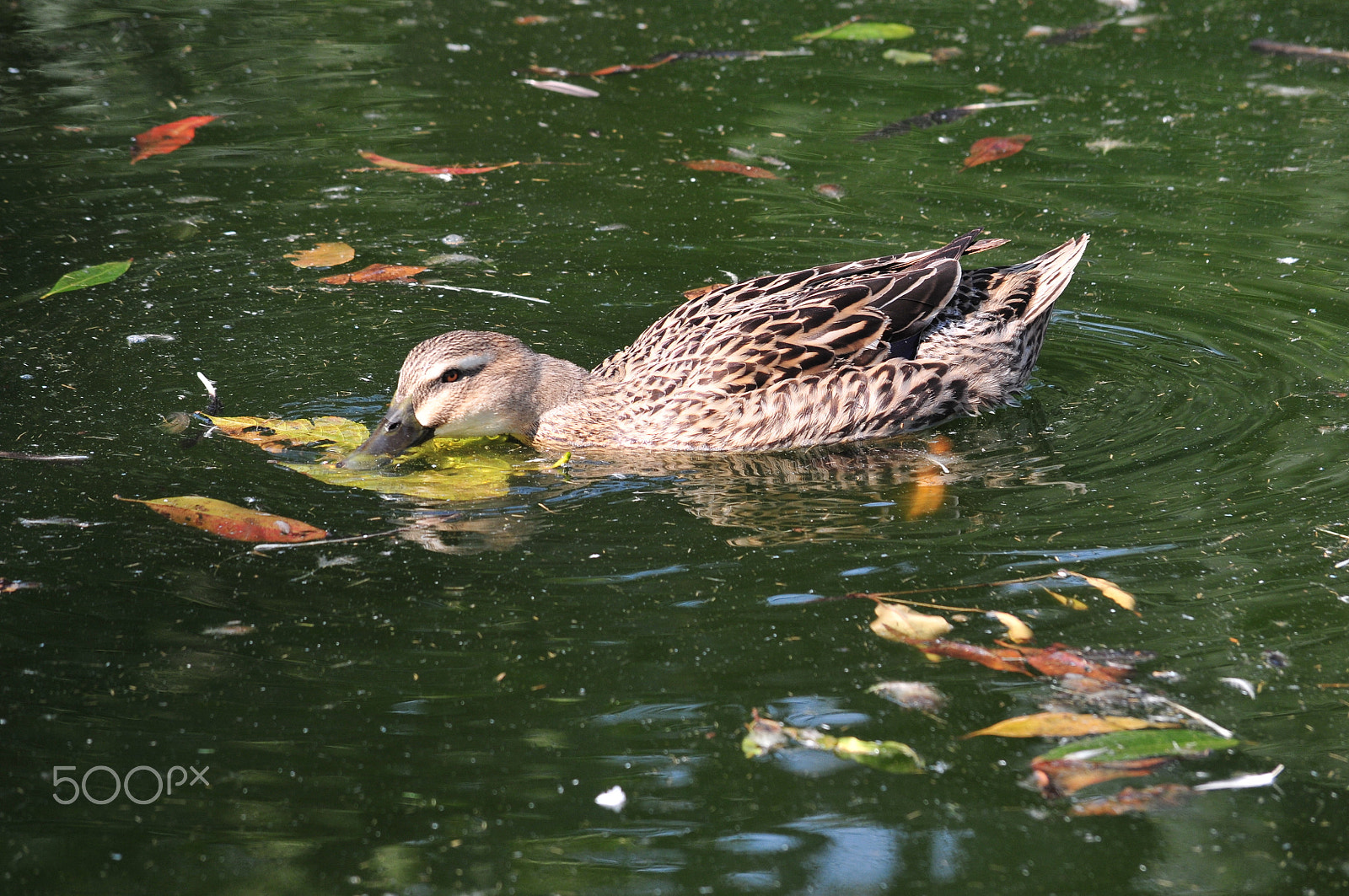 Nikon D300S sample photo. Swimming mallard female photography