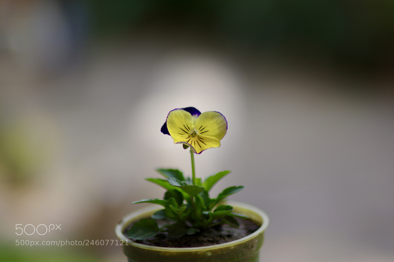 Pentax K-3 sample photo. Beautiful dof photography