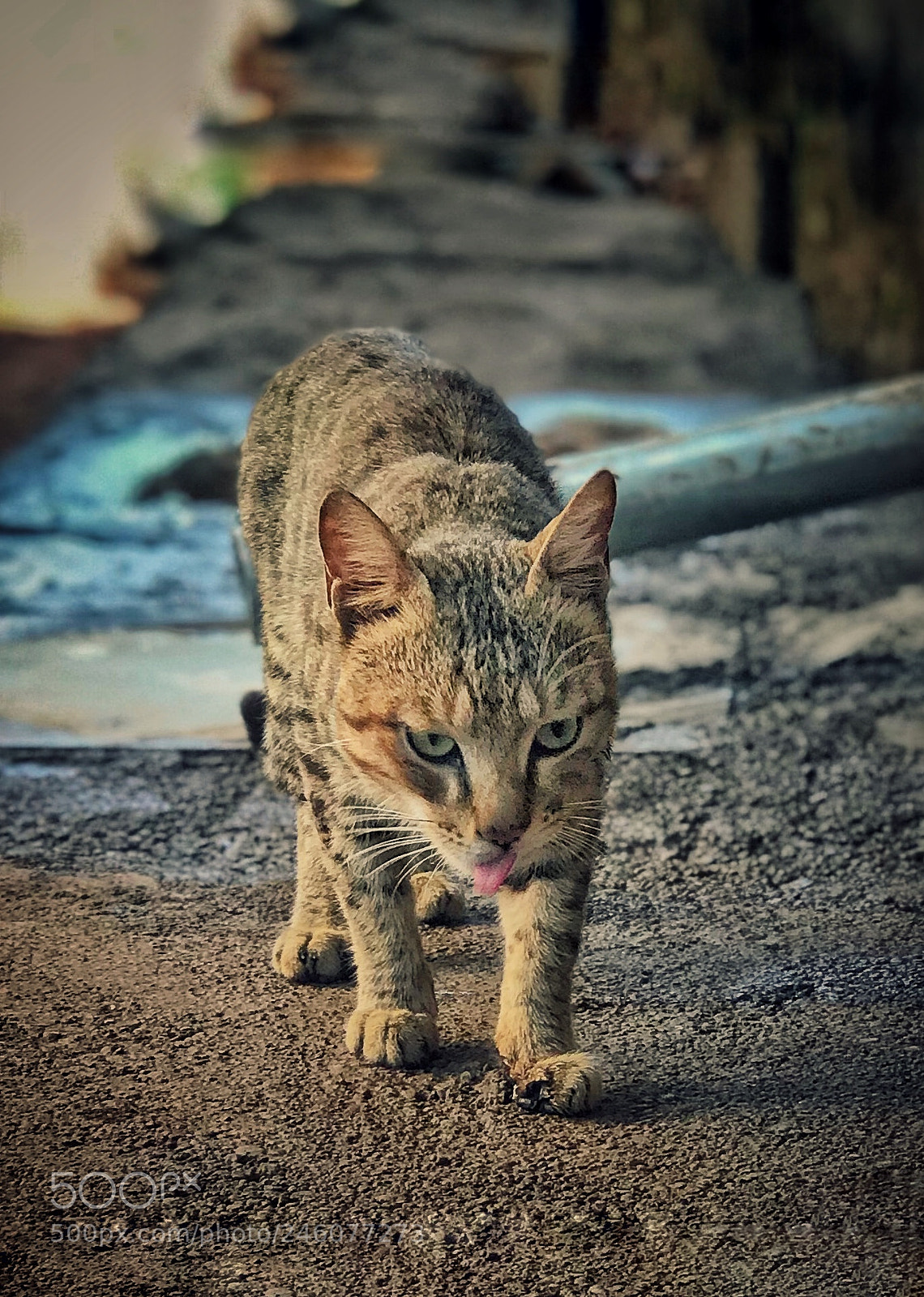 Apple iPhone 7 Plus sample photo. Untitled photography