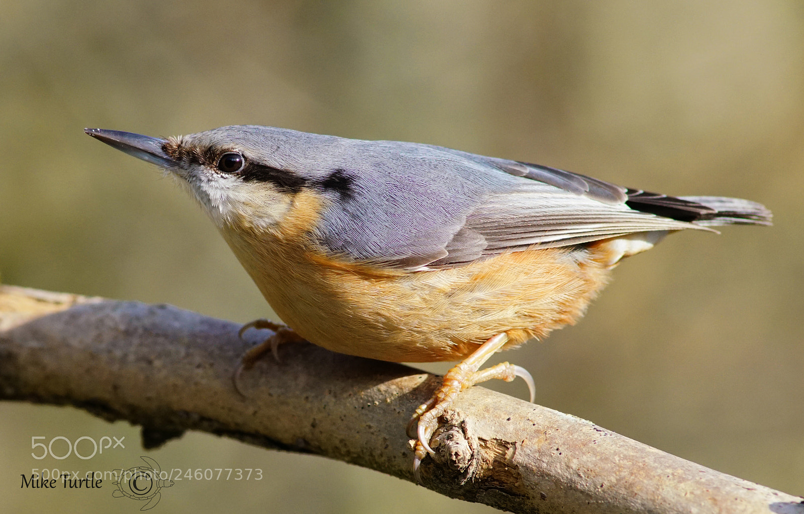 Sony a99 II sample photo. Nuthatch photography