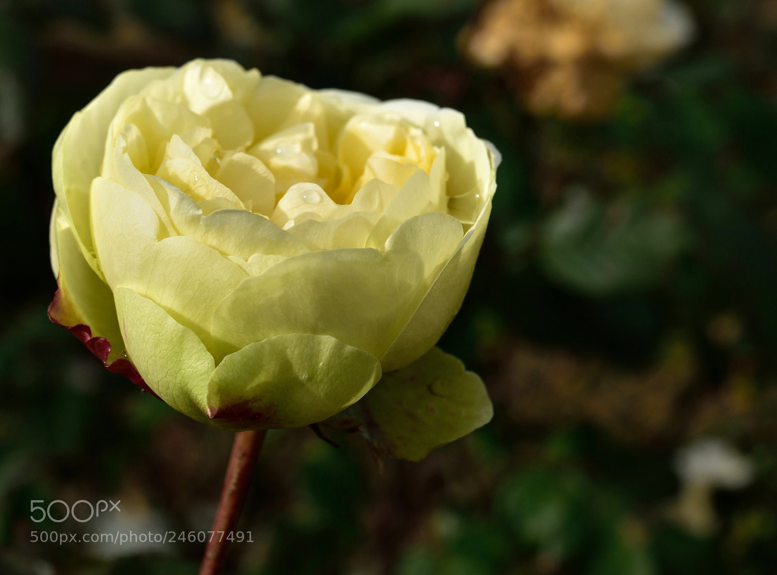 Nikon D5500 sample photo. Happy saint-valentine day photography