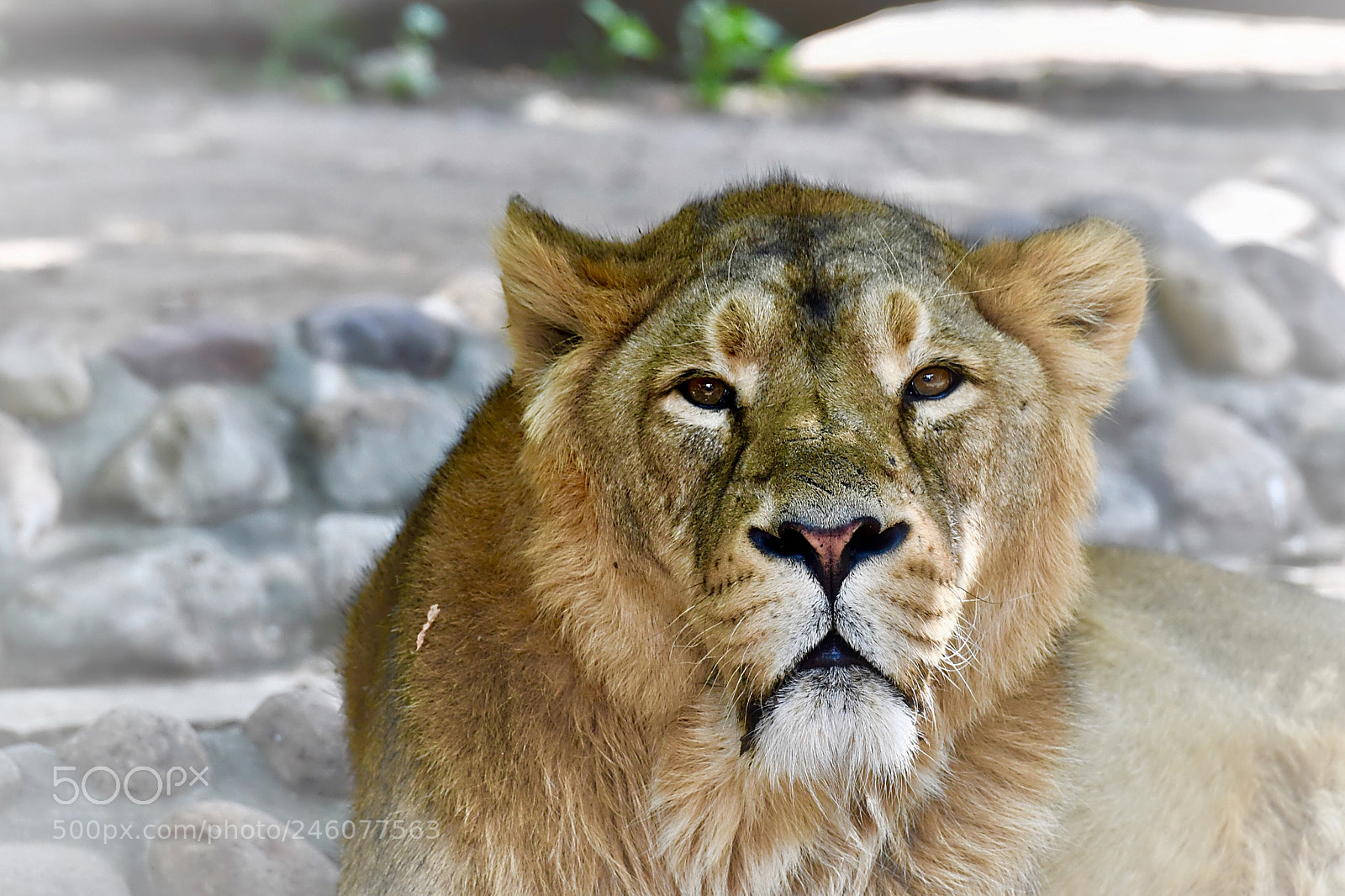 Nikon D500 sample photo. Портрет азиатского льва photography
