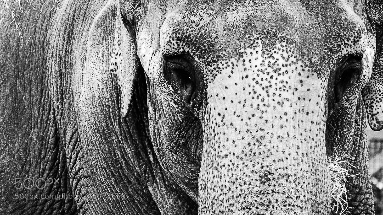 Panasonic Lumix DMC-FZ200 sample photo. Elephant in black and photography