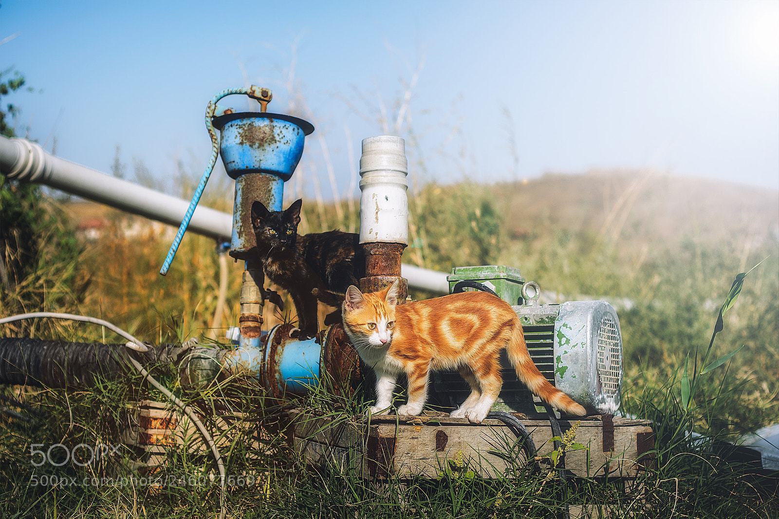 Nikon D7100 sample photo. Kittens, beypazarı / ankara photography