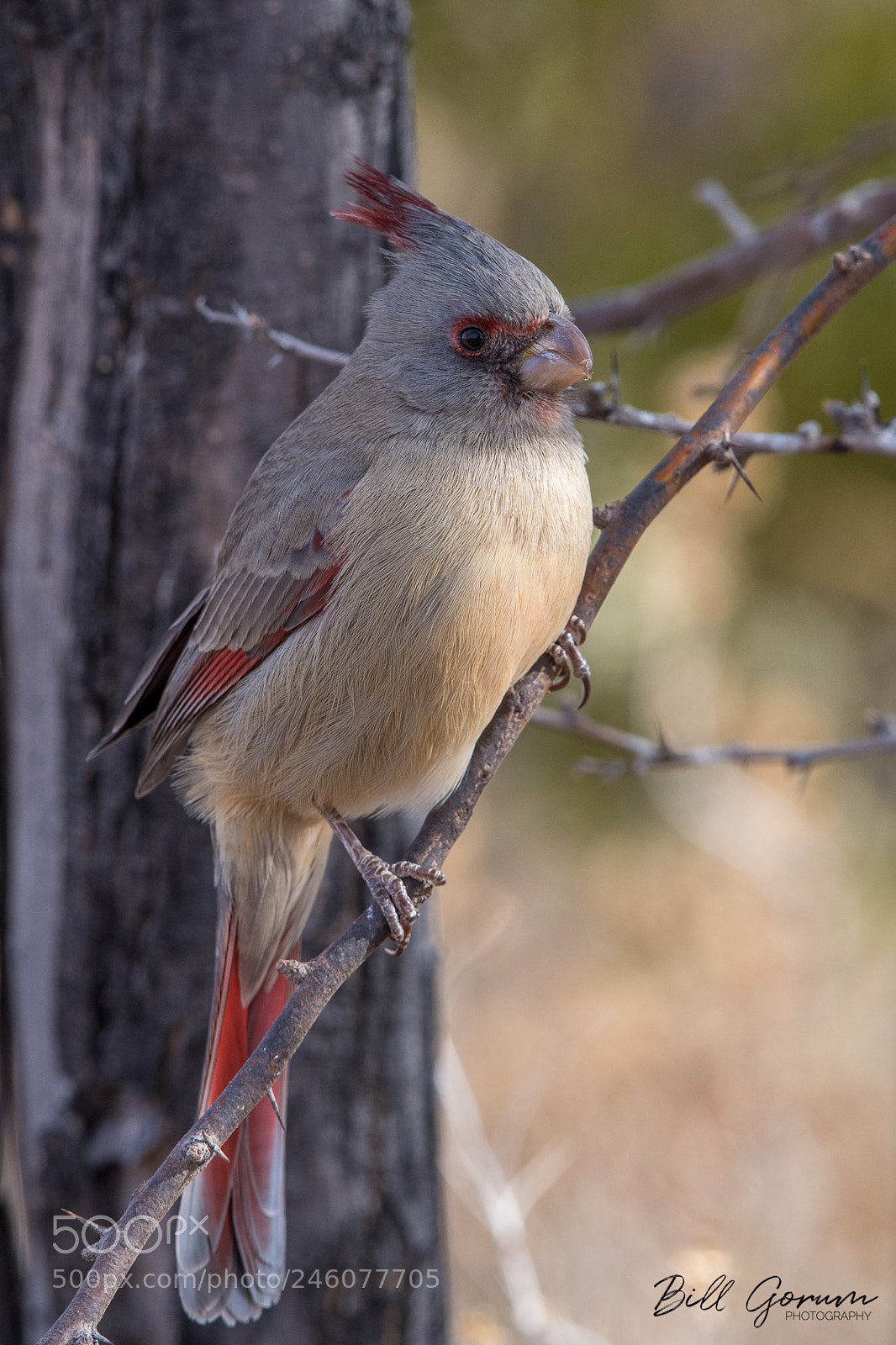 Nikon D500 sample photo. Pyrrhuloxia photography
