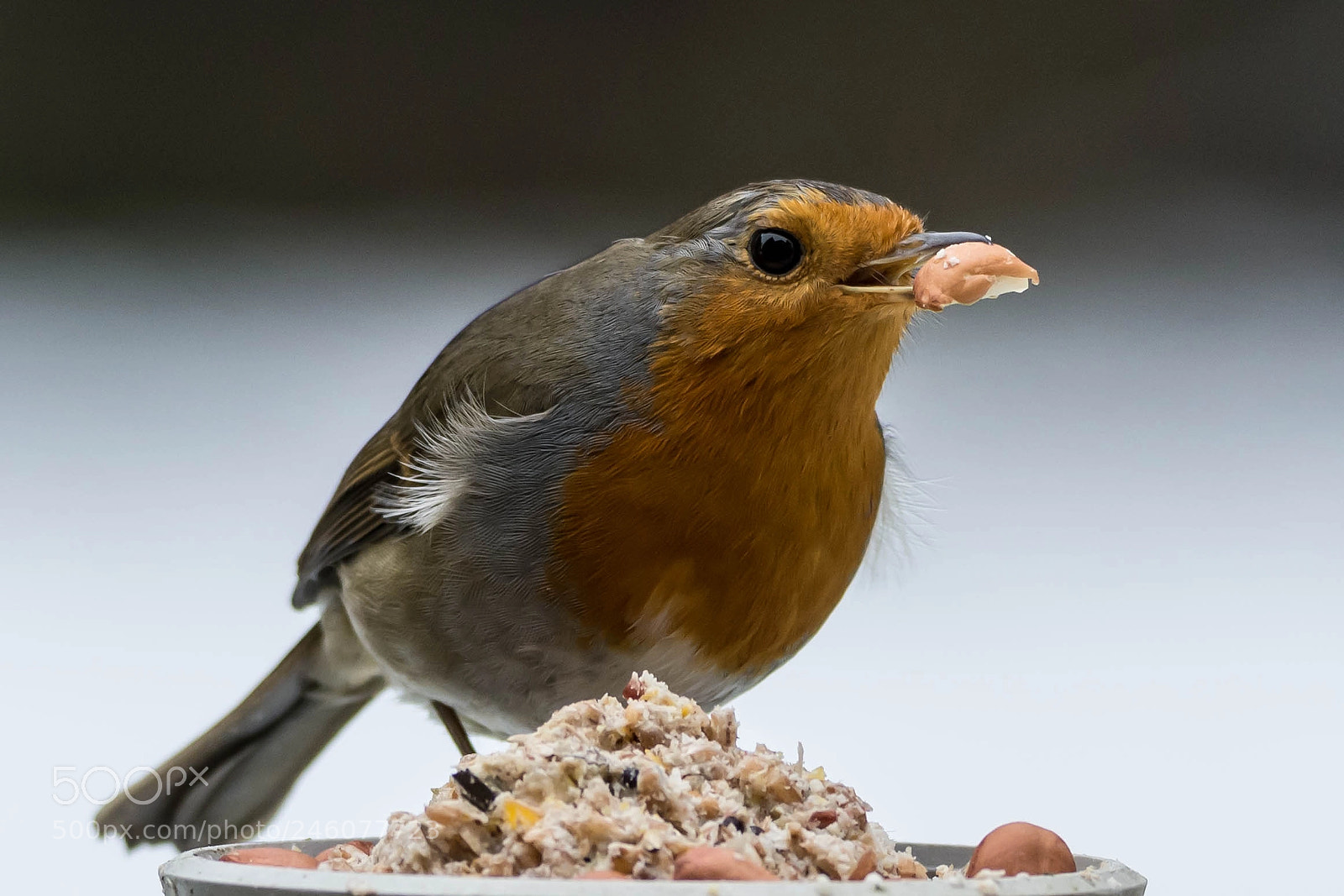 Nikon D7200 sample photo. Robin with his peanuts photography