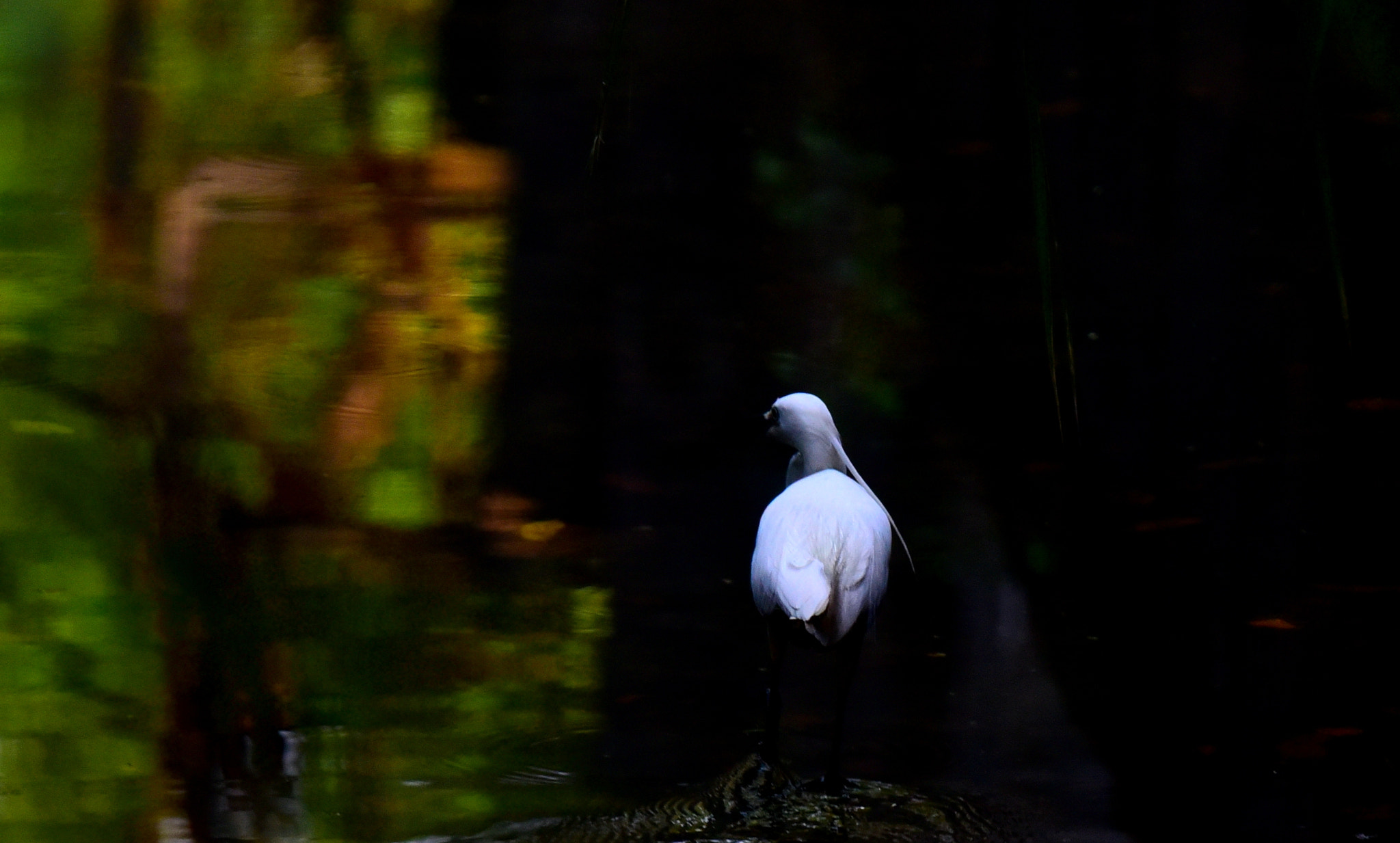 Nikon Nikkor AF-S 300mm F4E PF ED VR sample photo. Egret in the dark photography