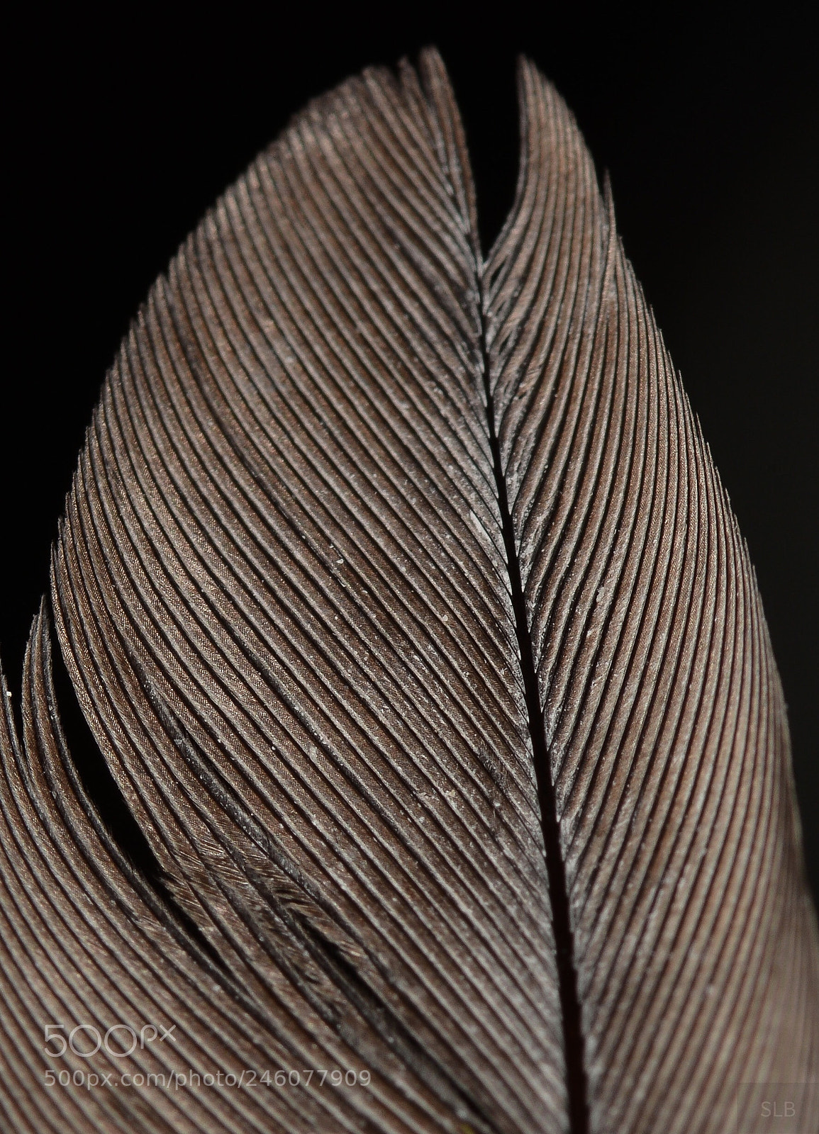 Nikon D5200 sample photo. Feather macro photography