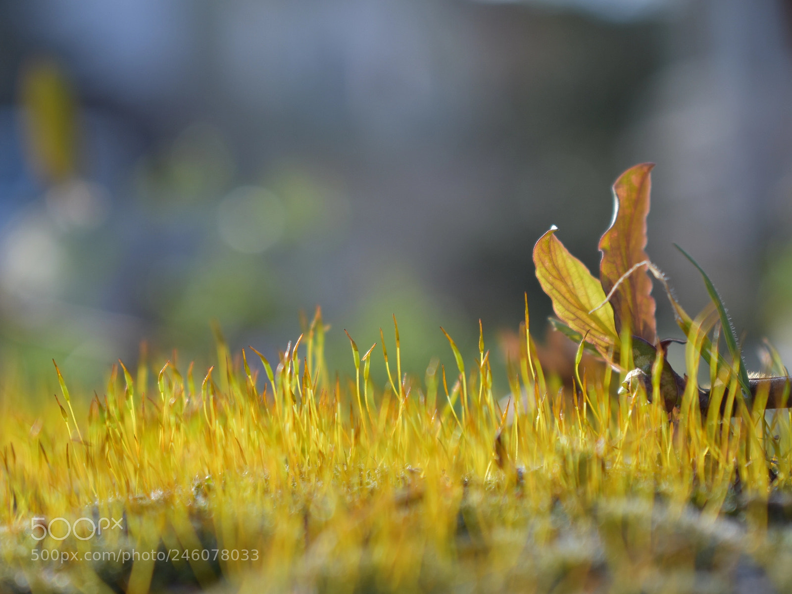 Nikon D3400 sample photo. Ordinary moss photography