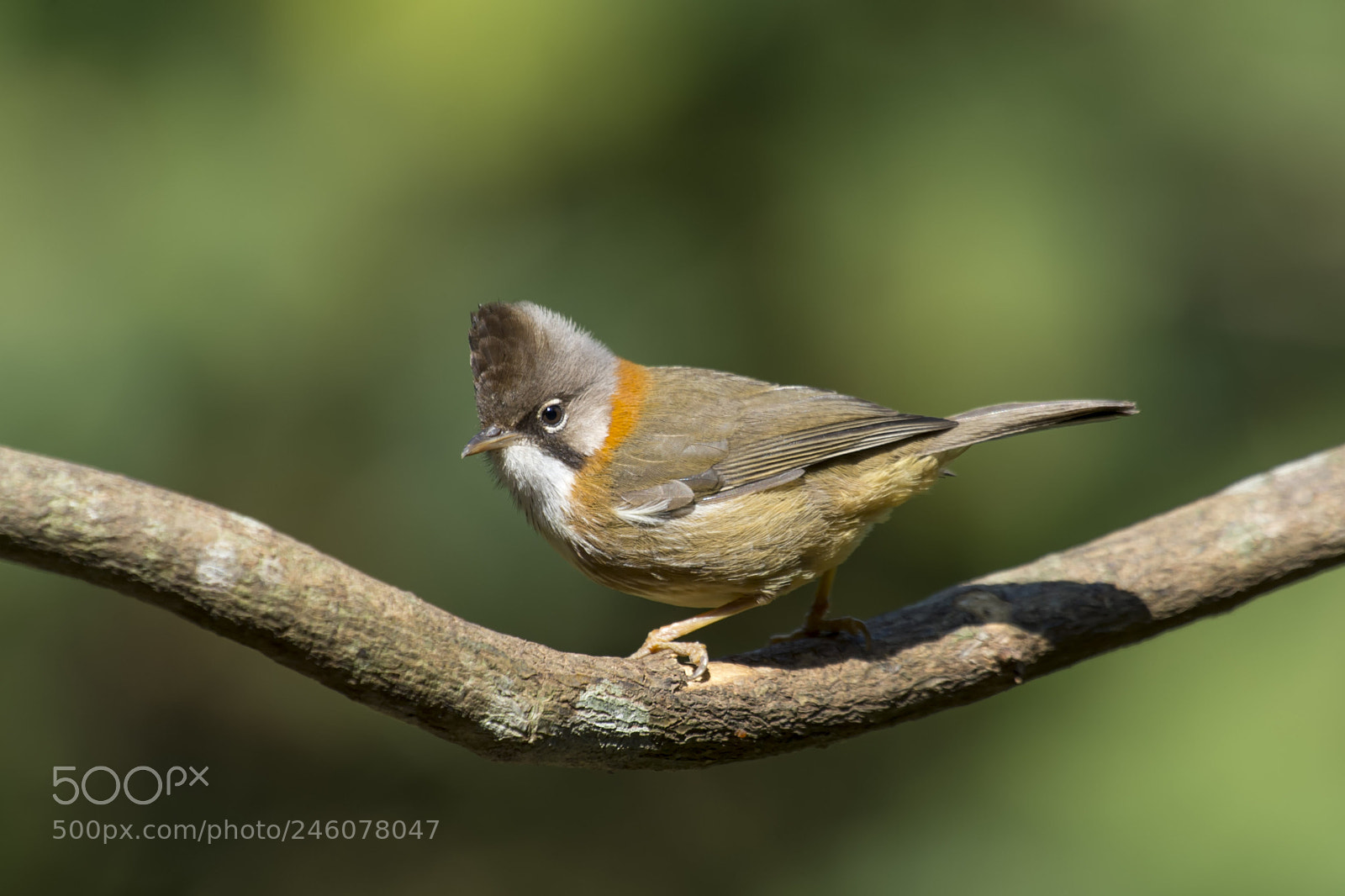 Nikon D4 sample photo. () whiskered yuhina photography