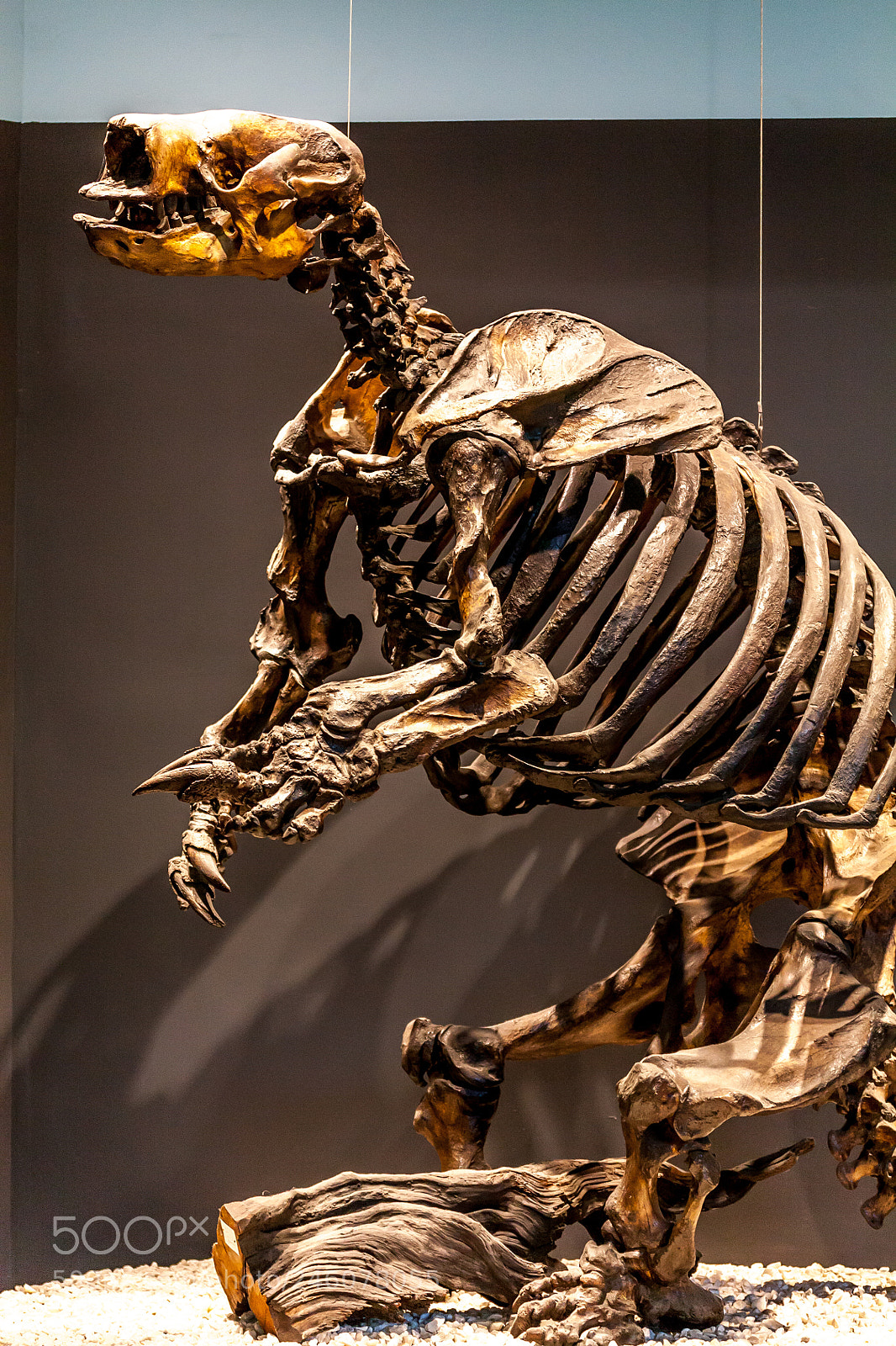 Canon EOS 450D (EOS Rebel XSi / EOS Kiss X2) sample photo. A prehistoric sloth photography