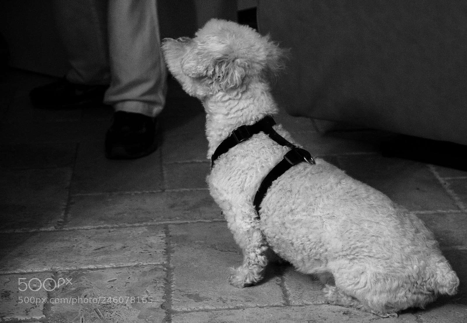 Canon EOS 600D (Rebel EOS T3i / EOS Kiss X5) sample photo. Where's my mistress? photography