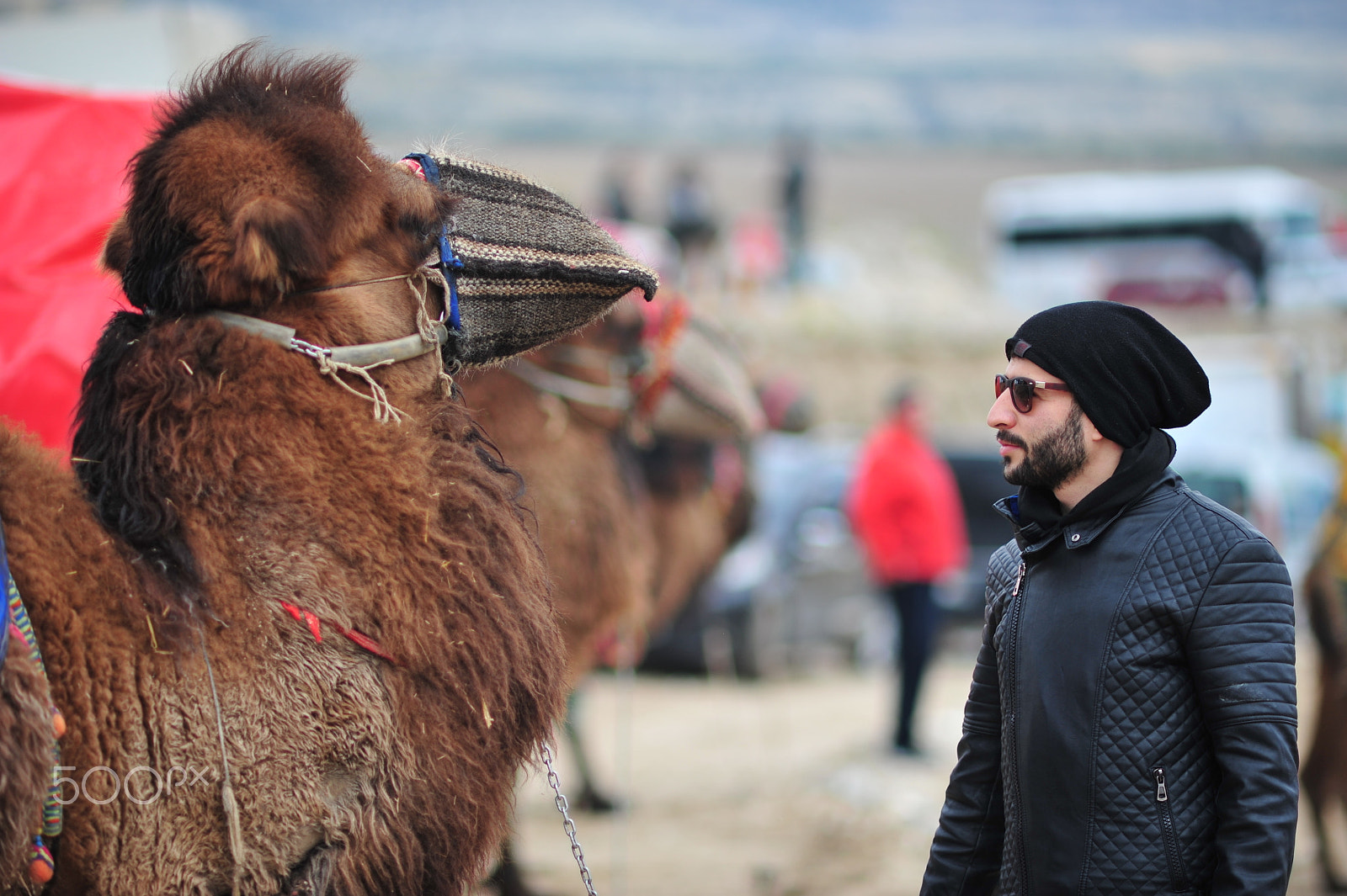 Nikon D700 + AF DC-Nikkor 135mm f/2D sample photo. Camel (: photography