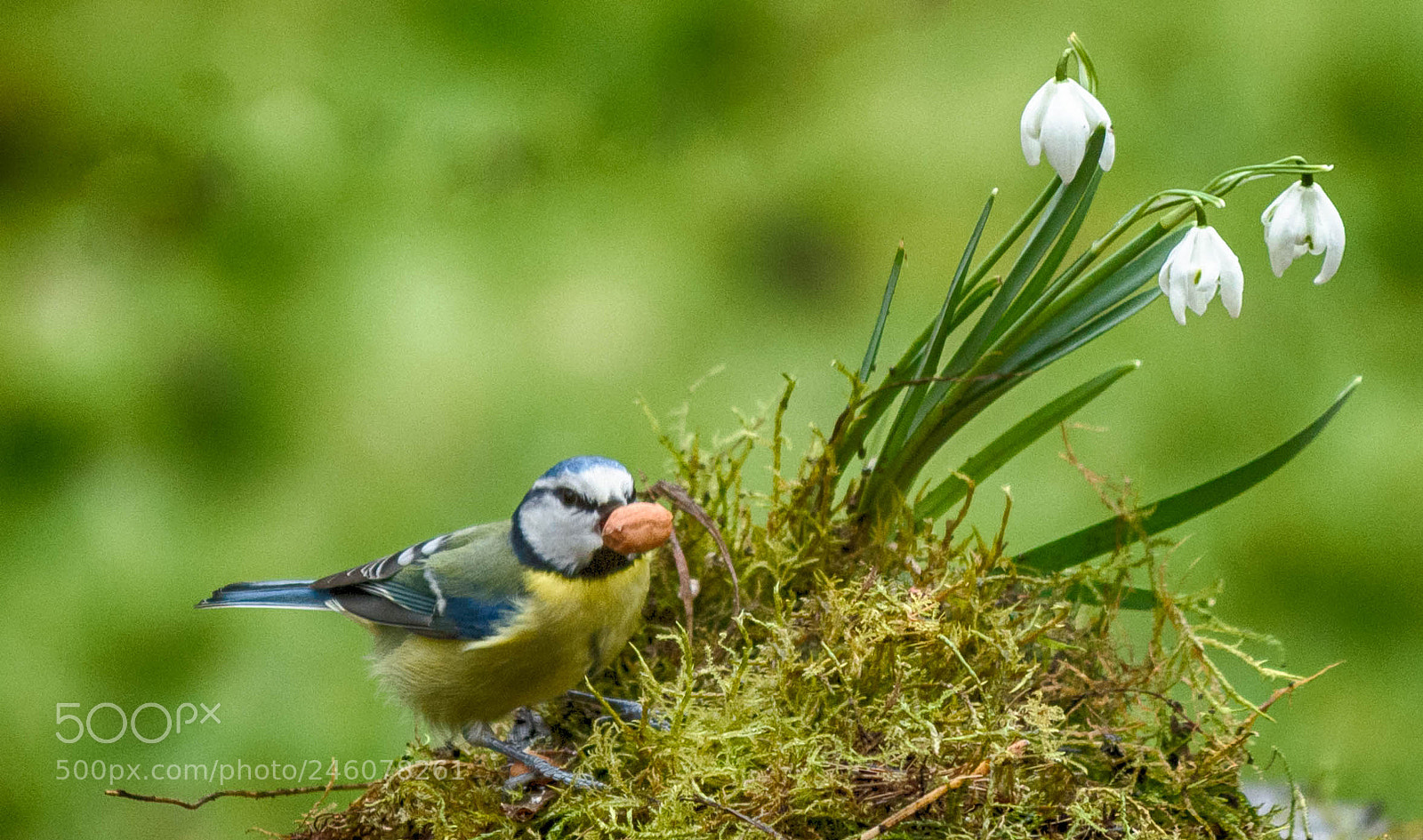 Nikon D7200 sample photo. My garden birds photography