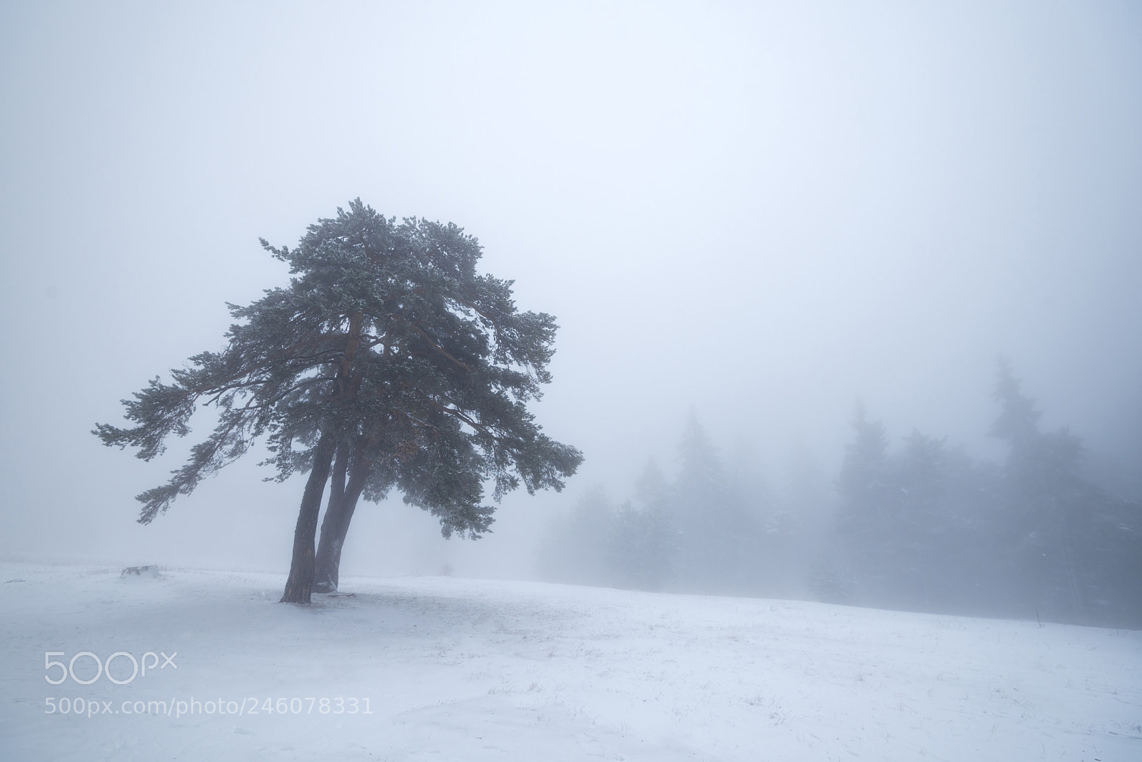 Nikon D750 sample photo. Winter tree in fog. photography