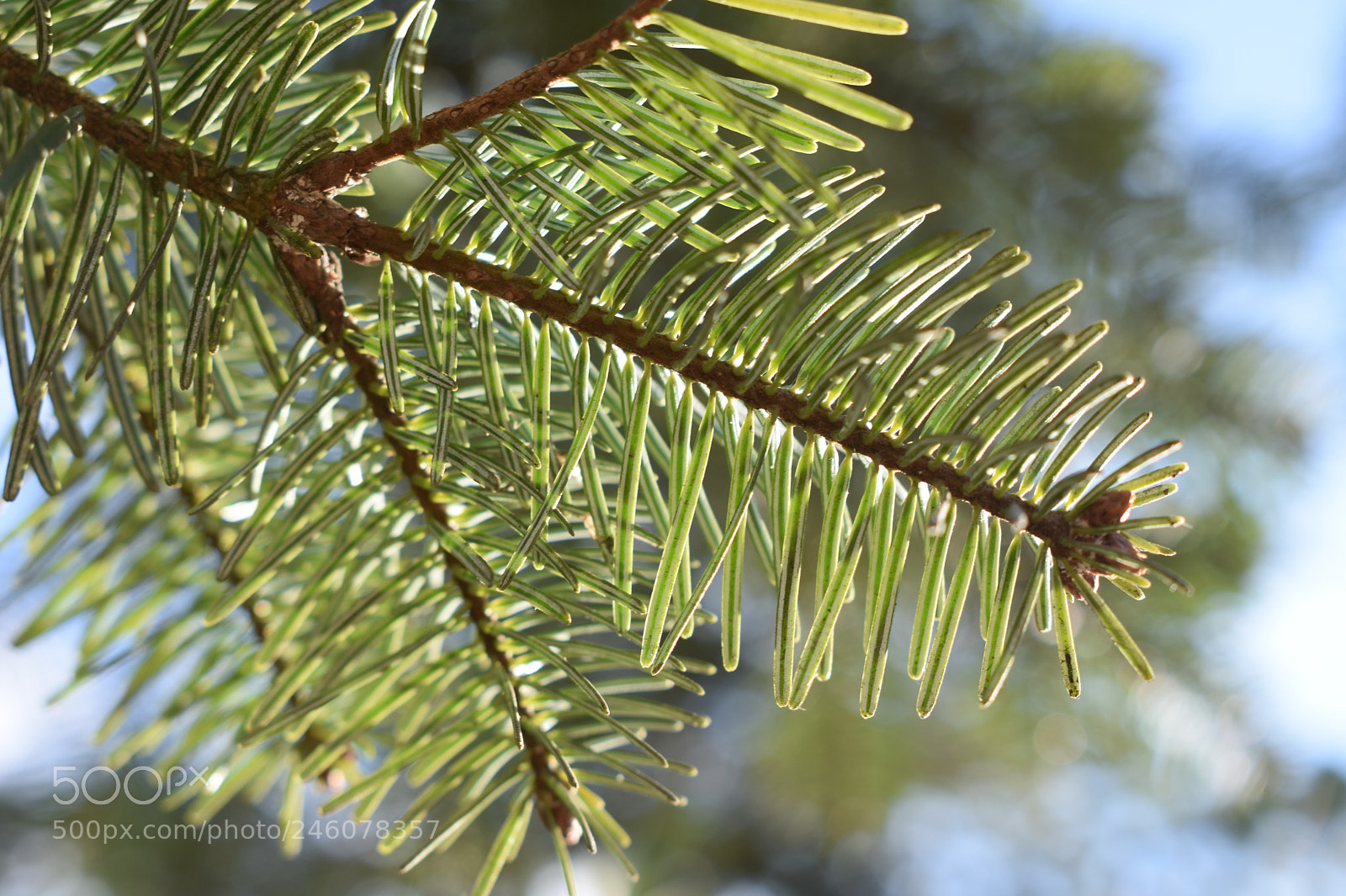 Nikon D3400 sample photo. Well-ordered photography