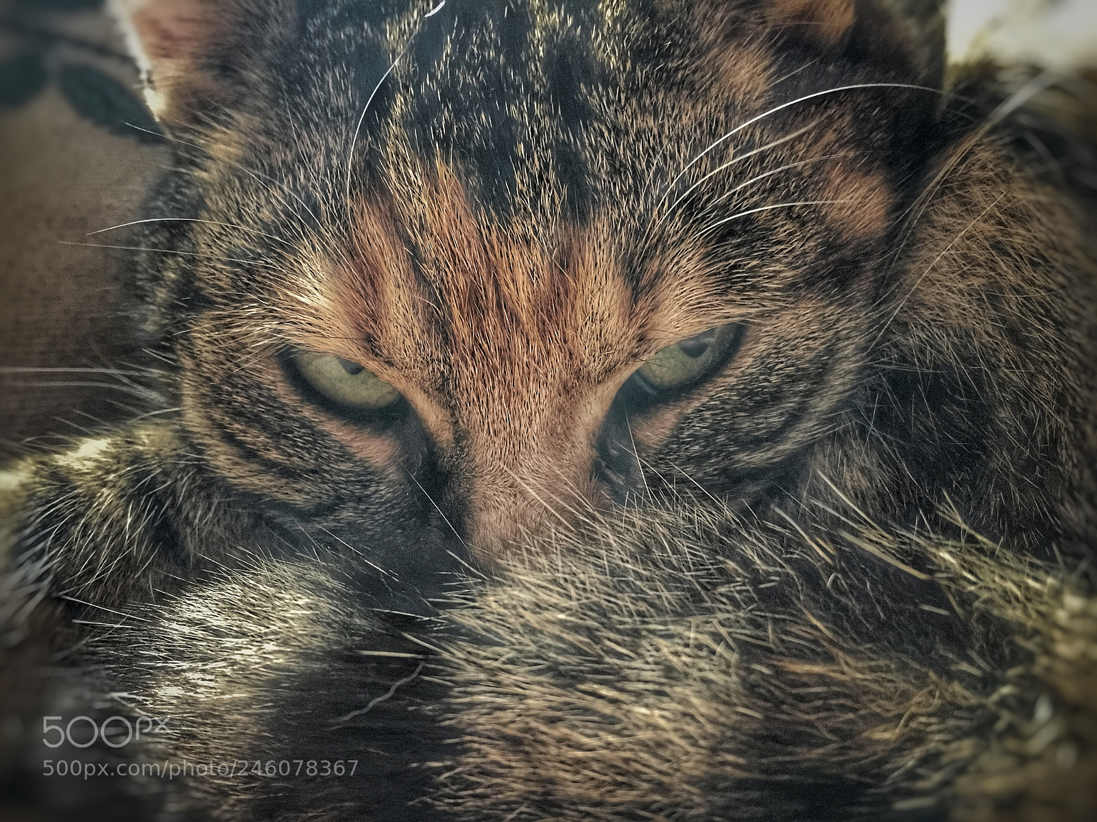 Apple iPhone 6s sample photo. My cat photography