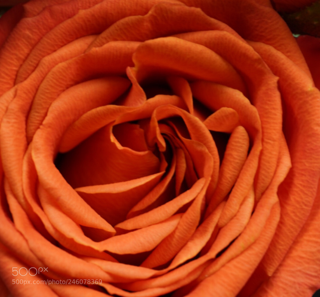 Sony a7R III sample photo. Happy valentines day! photography