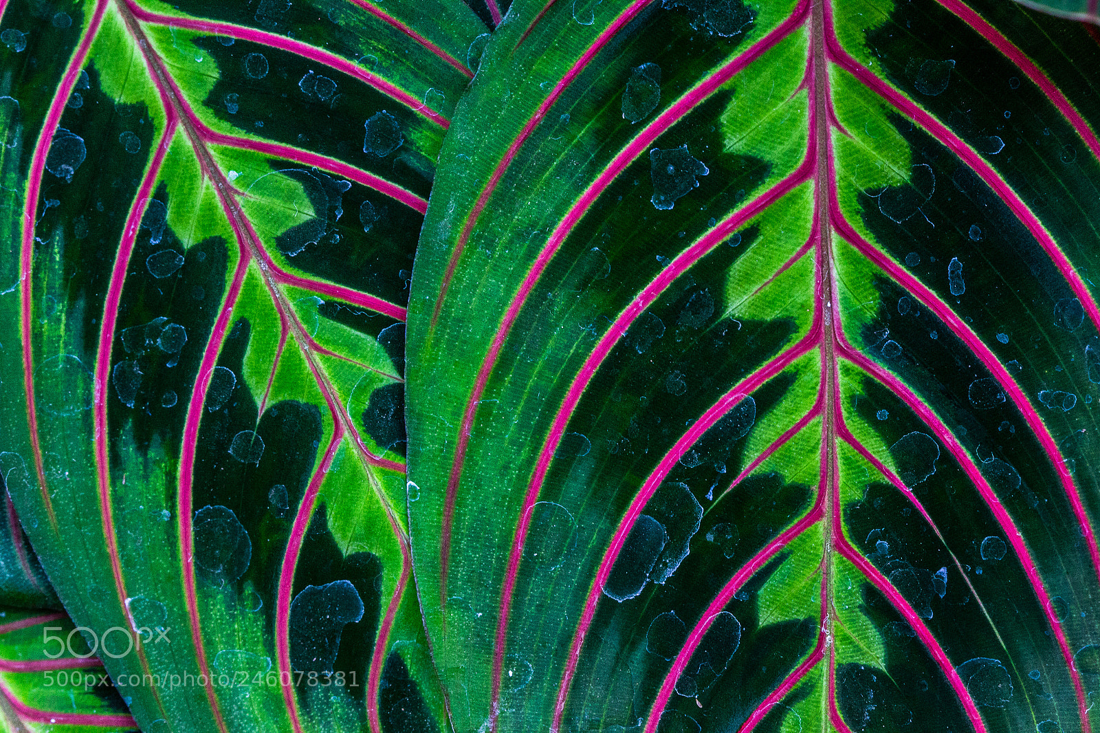 Canon EOS 60D sample photo. Natural patterns photography