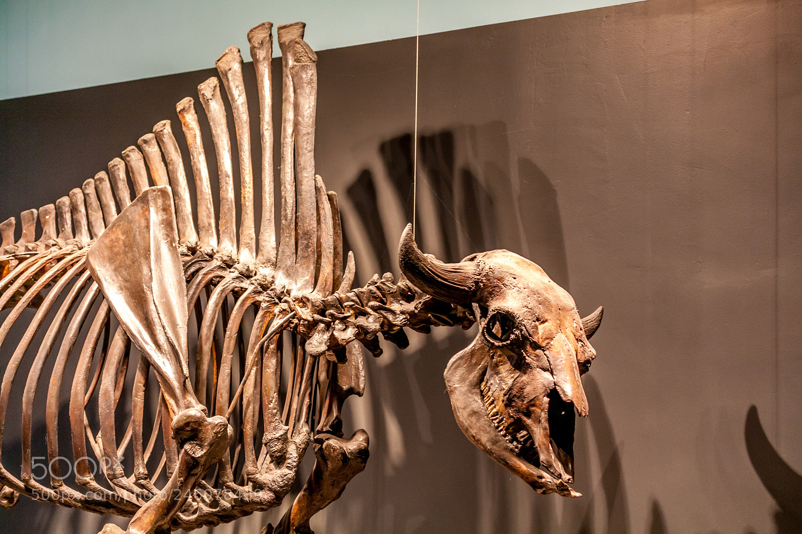 Canon EOS 450D (EOS Rebel XSi / EOS Kiss X2) sample photo. A prehistoric cow photography