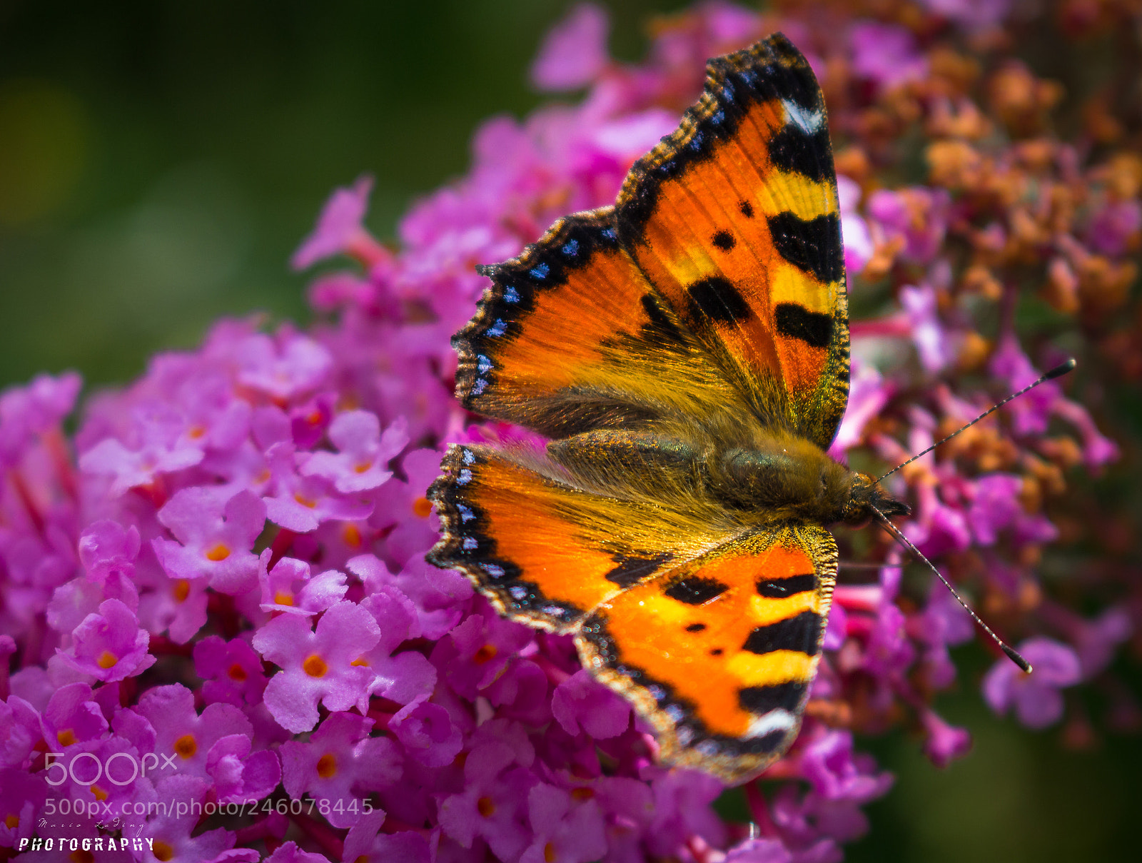 Canon EOS 700D (EOS Rebel T5i / EOS Kiss X7i) sample photo. Butterfly photography