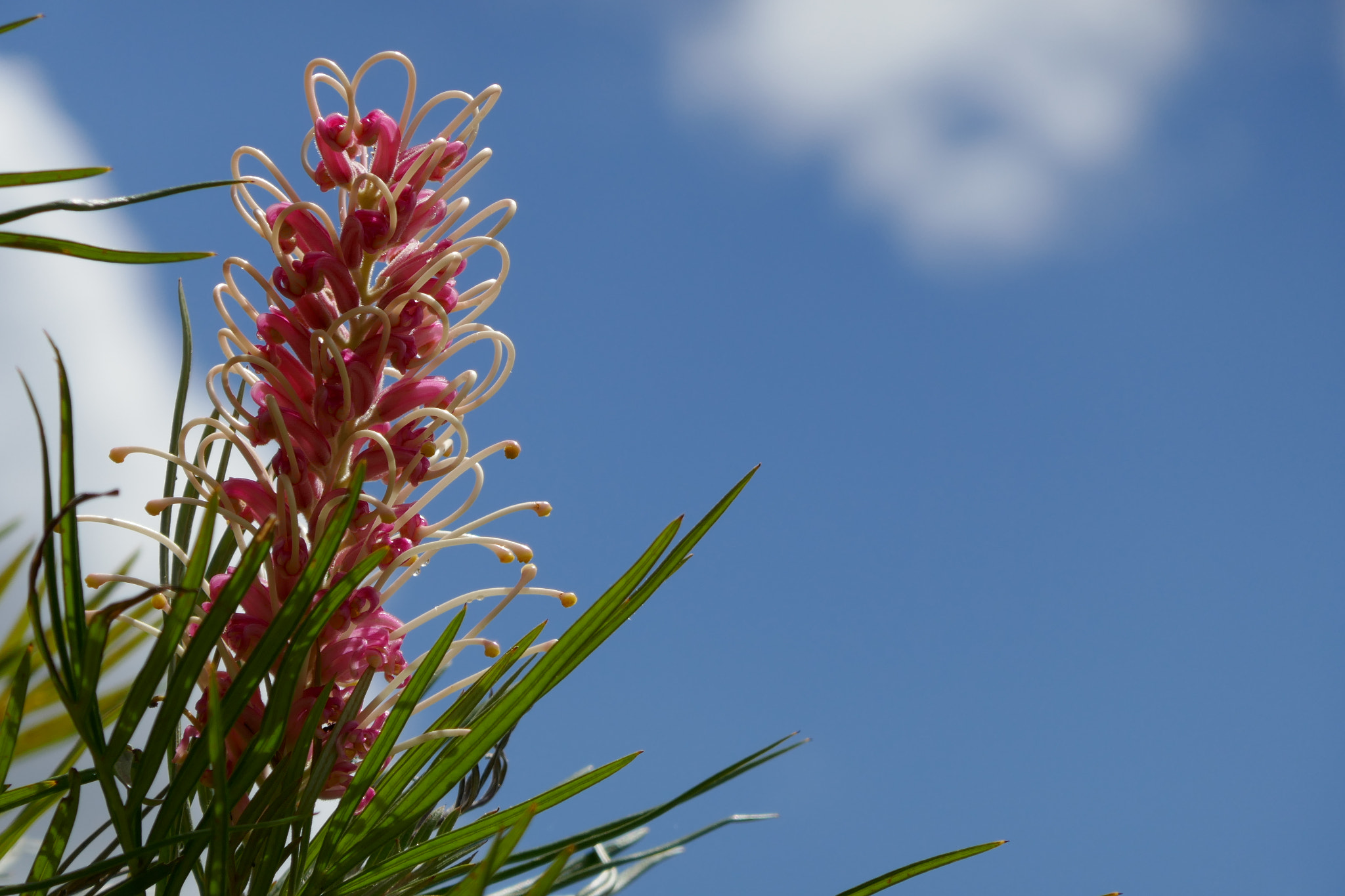 Panasonic DMC-TZ110 sample photo. Grevillea "pink surprise" photography